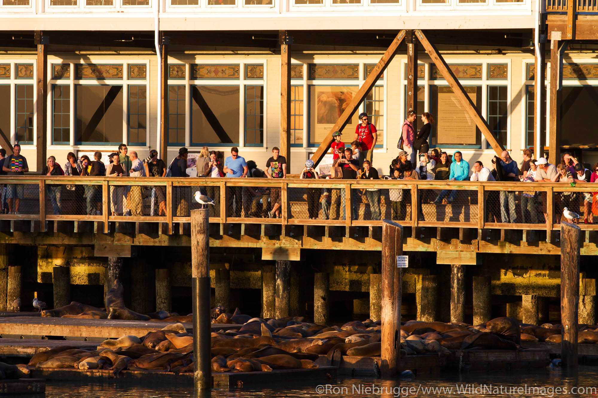 Sea lions at Pier 39, San Francisco, CA