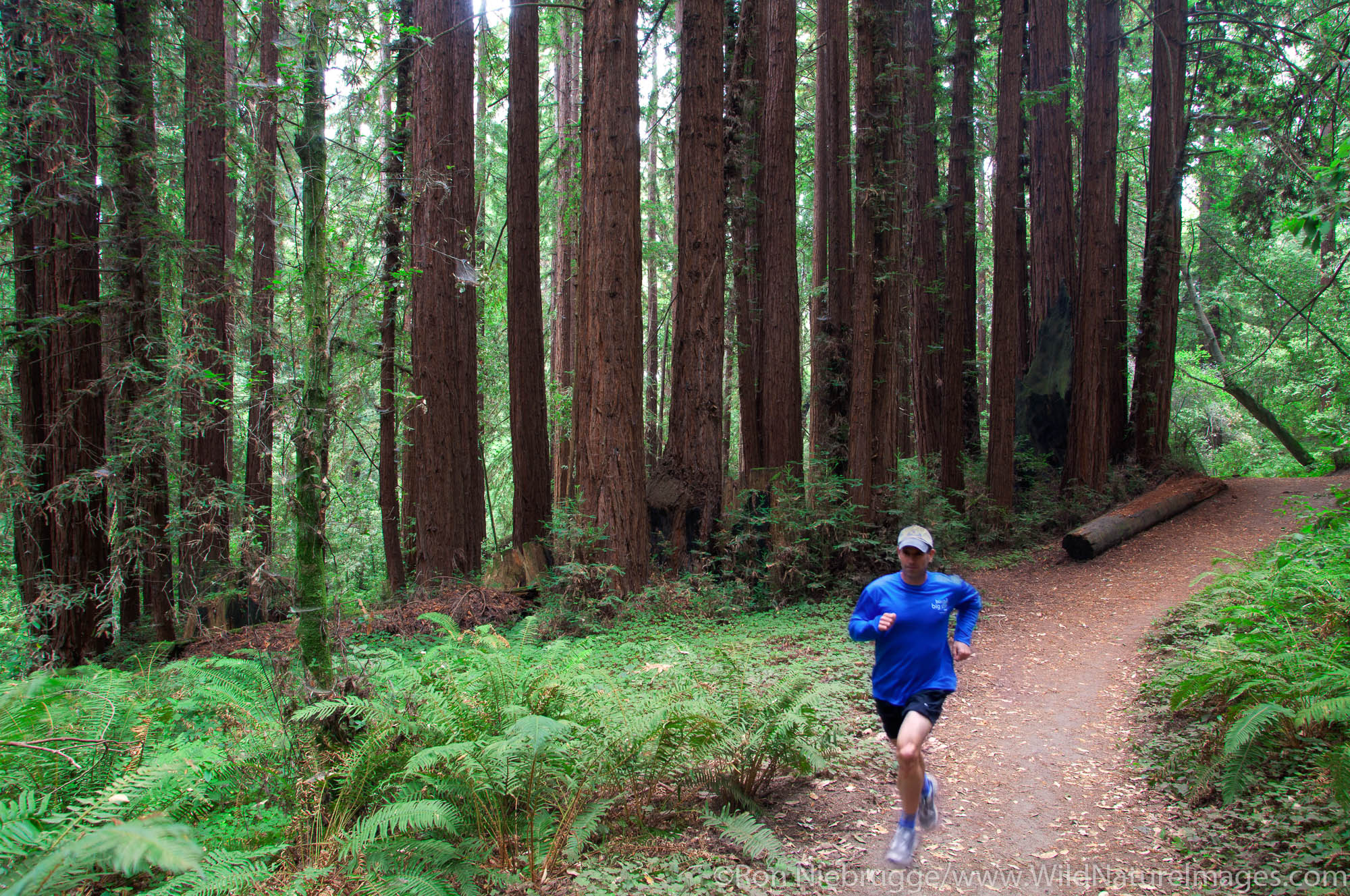 Trail running in The Forest of Nisene Marks State Park, Aptos, California (model released)