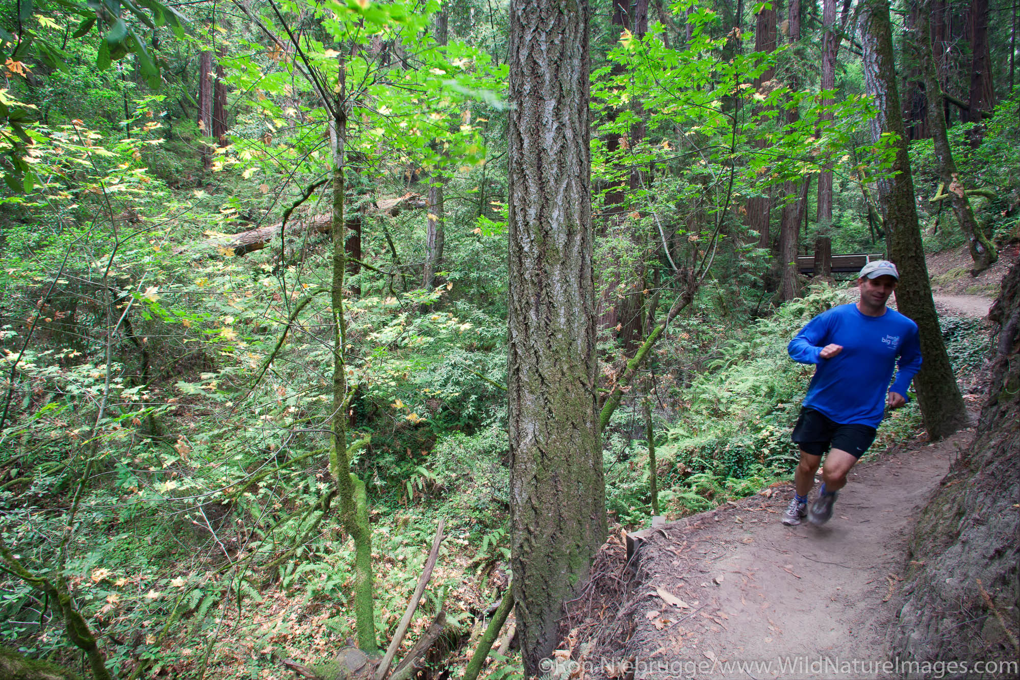 Trail running in The Forest of Nisene Marks State Park, Aptos, California (model released)