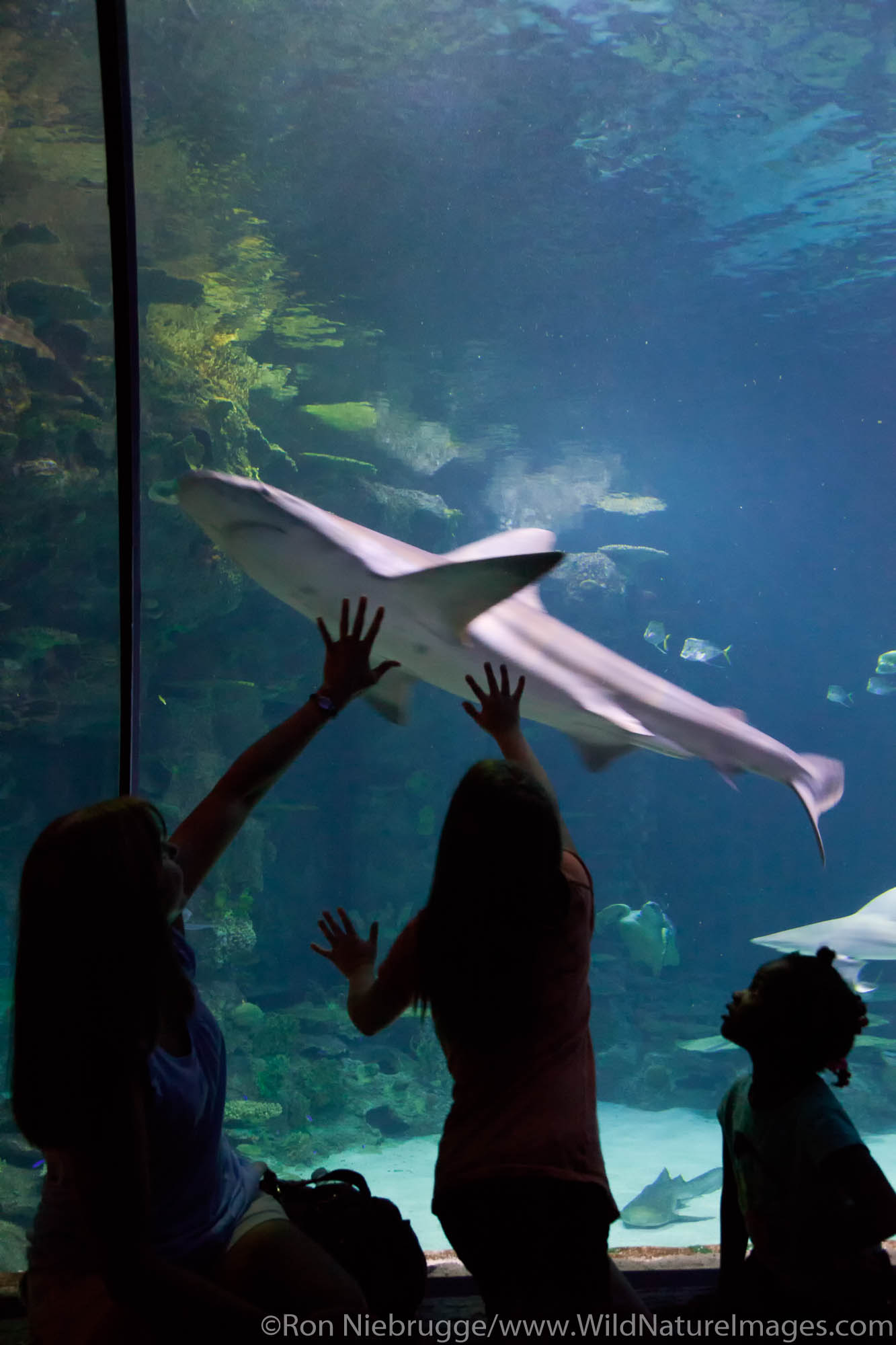 Shark Reef, Mandalay Bay Hotel and Casino, Las Vegas, Nevada (model released)