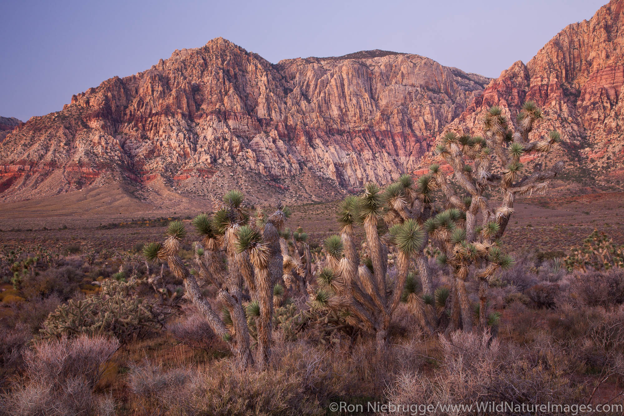 Joshua Trees in Red Rock Canyon National Conservation Area, Mojave Desert, near Las Vegas, Nevada