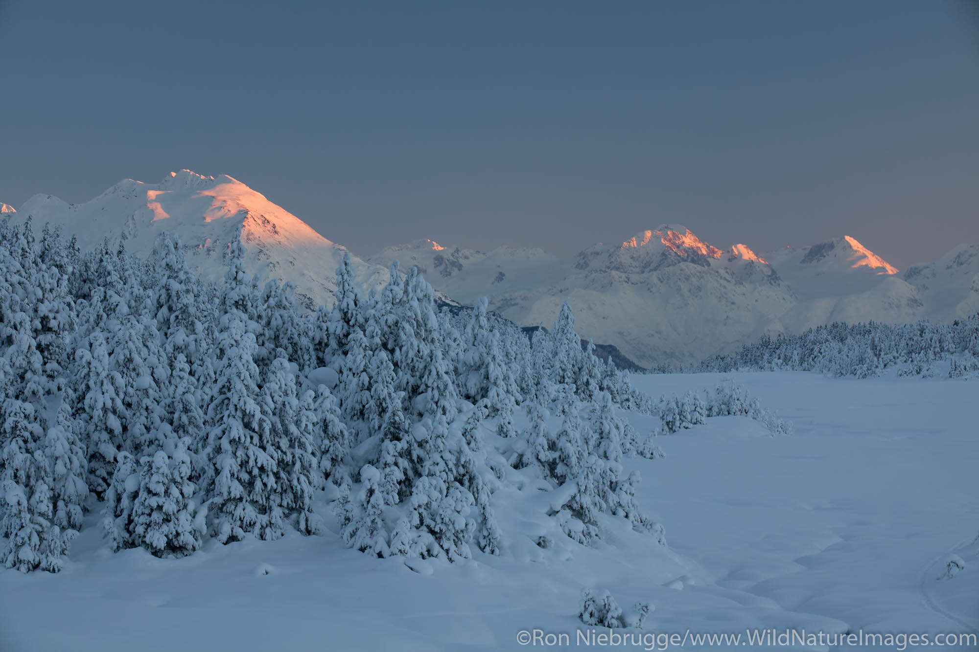 Snow trees in Turnagain Pass, Chugach National Forest, Alaska.