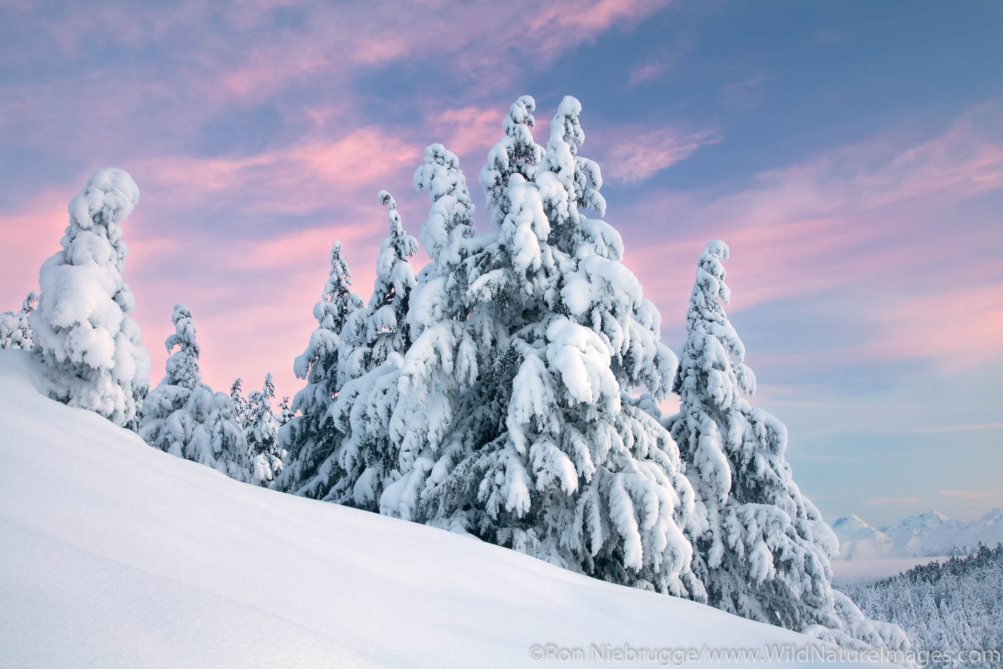 Turnagain Pass in Winter Snowy trees in Turnagain Pass, Chugach National Forest, Alaska.