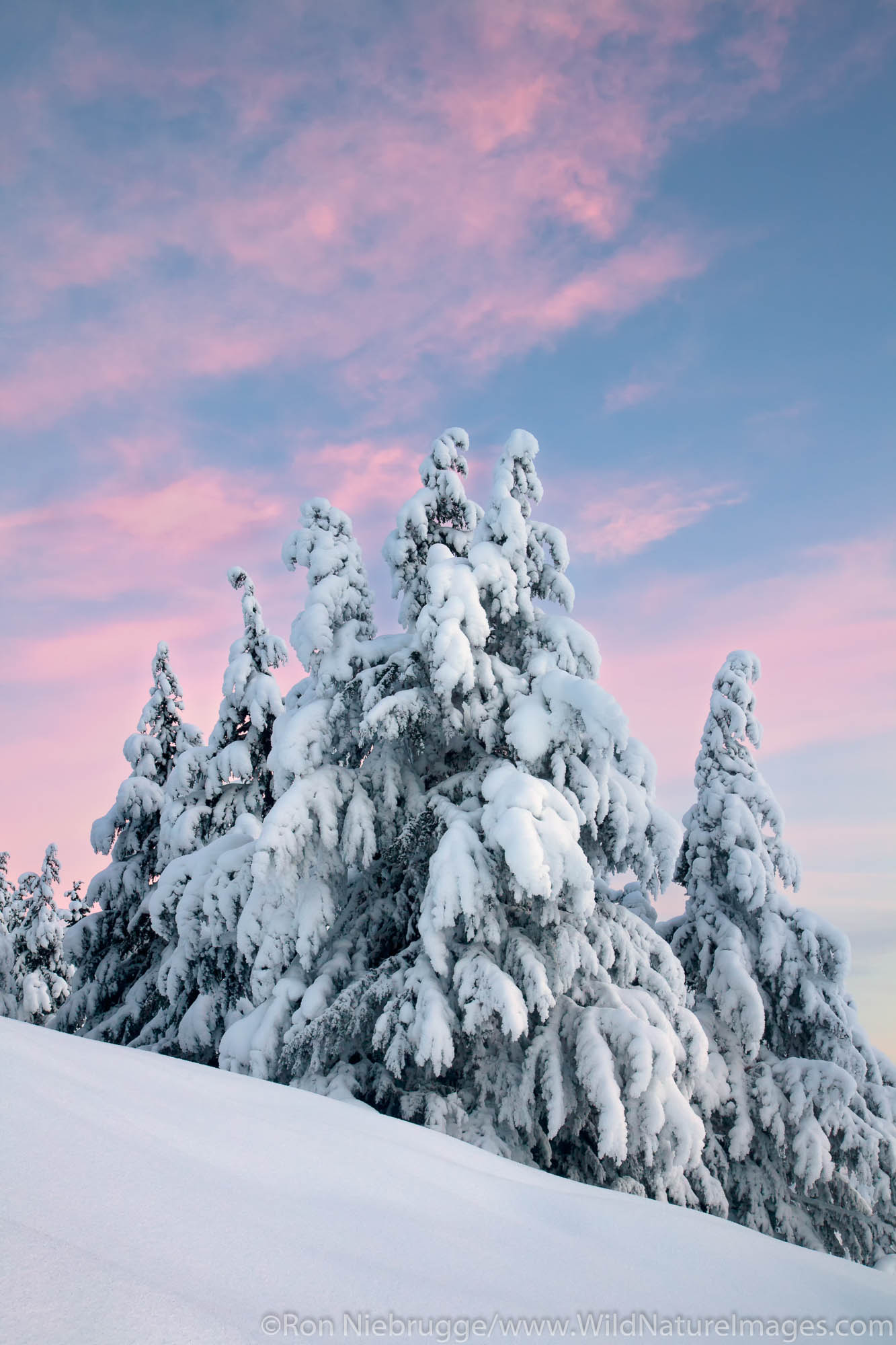 Turnagain Pass Snowy trees in Turnagain Pass, Chugach National Forest, Alaska.