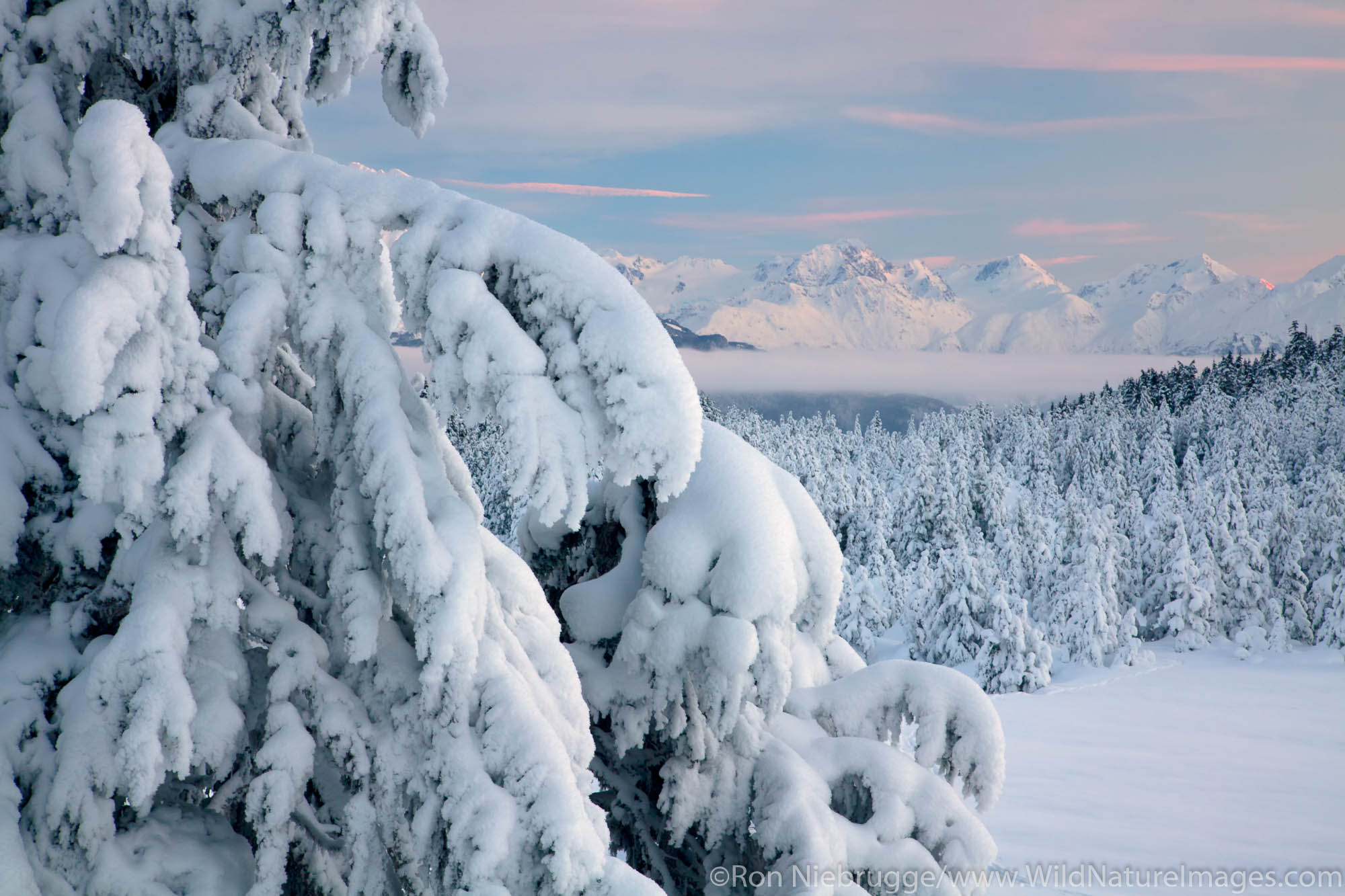 Snowy trees in Turnagain Pass, Chugach National Forest, Alaska.