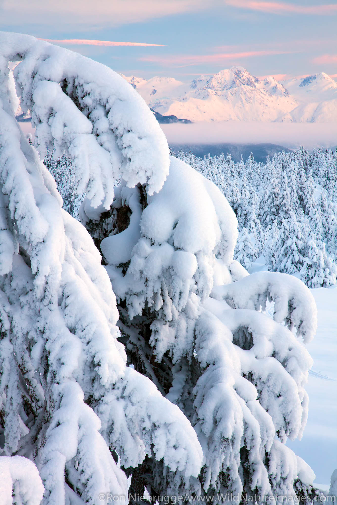 Snowy trees in Turnagain Pass, Chugach National Forest, Alaska.