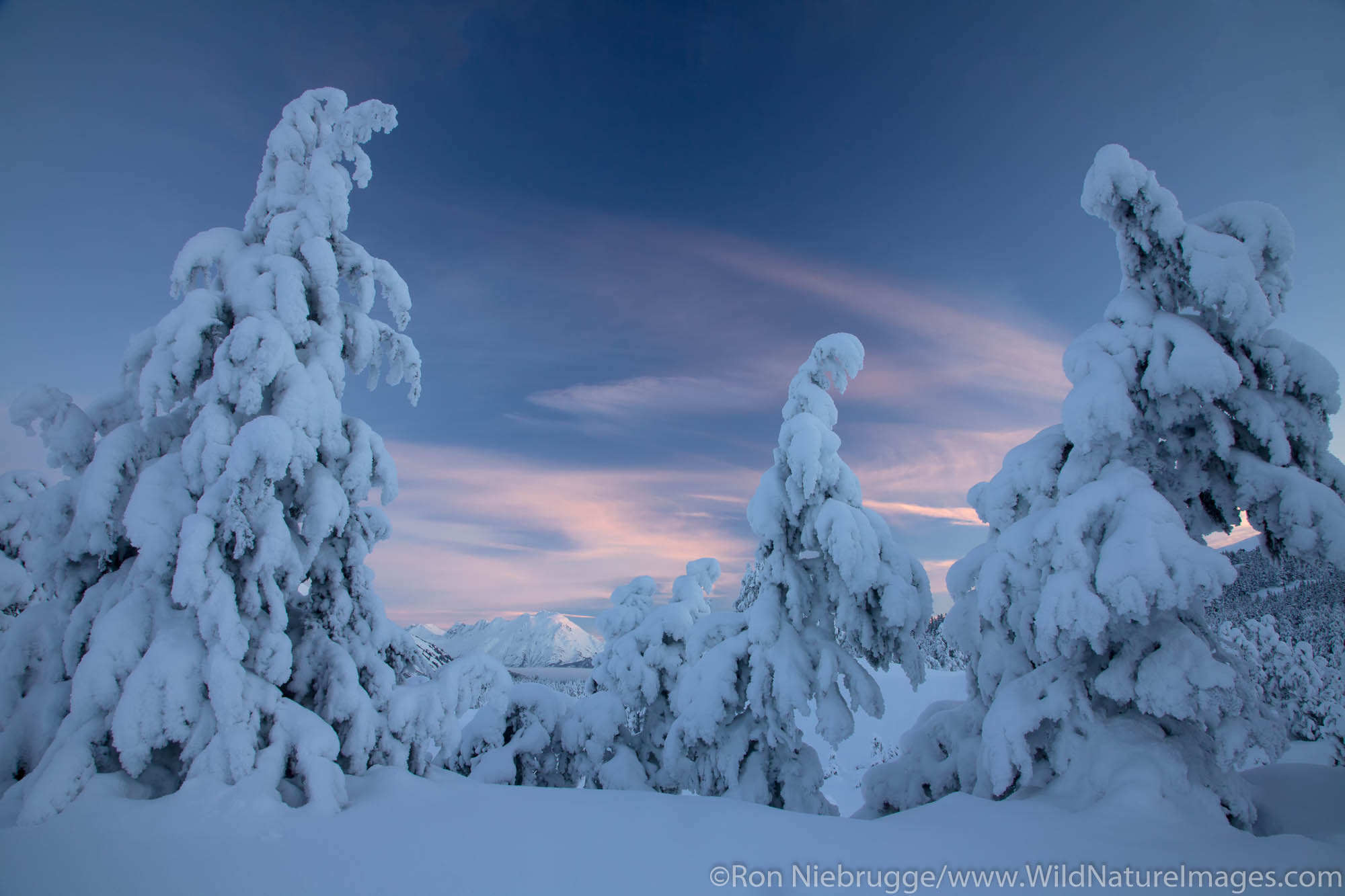 Snowy trees in Turnagain Pass, Chugach National Forest, Alaska.