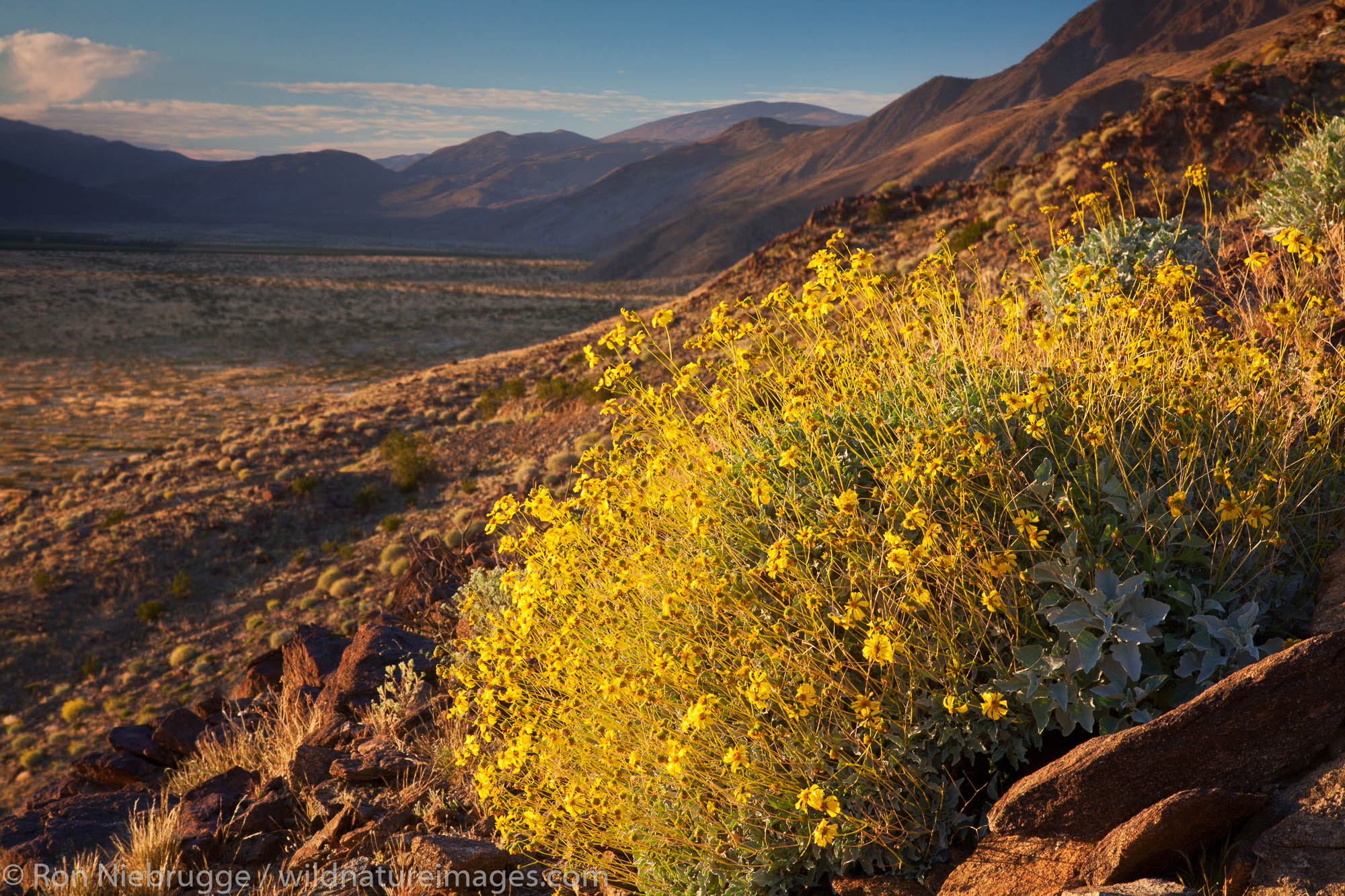 Brittlebush wildflowers, Anza-Borrego Desert State Park, California.