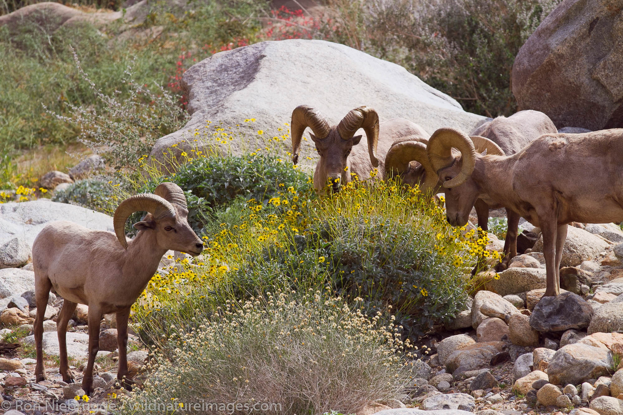 Peninsular Desert Bighorn Sheep, Anza-Borrego Desert State Park, California.