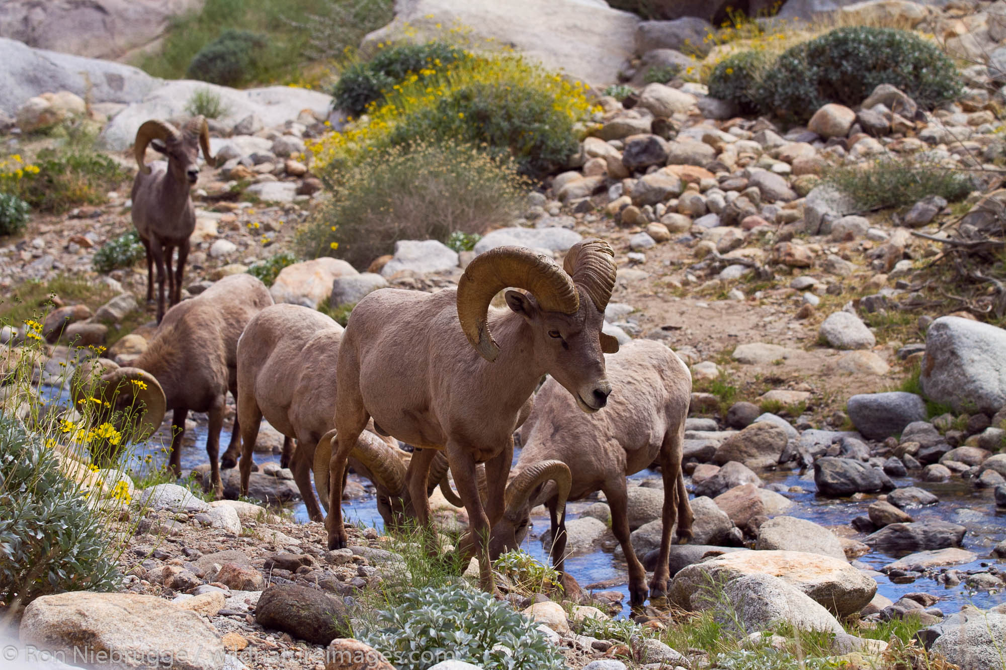 Peninsular Desert Bighorn Sheep, Anza-Borrego Desert State Park, California.