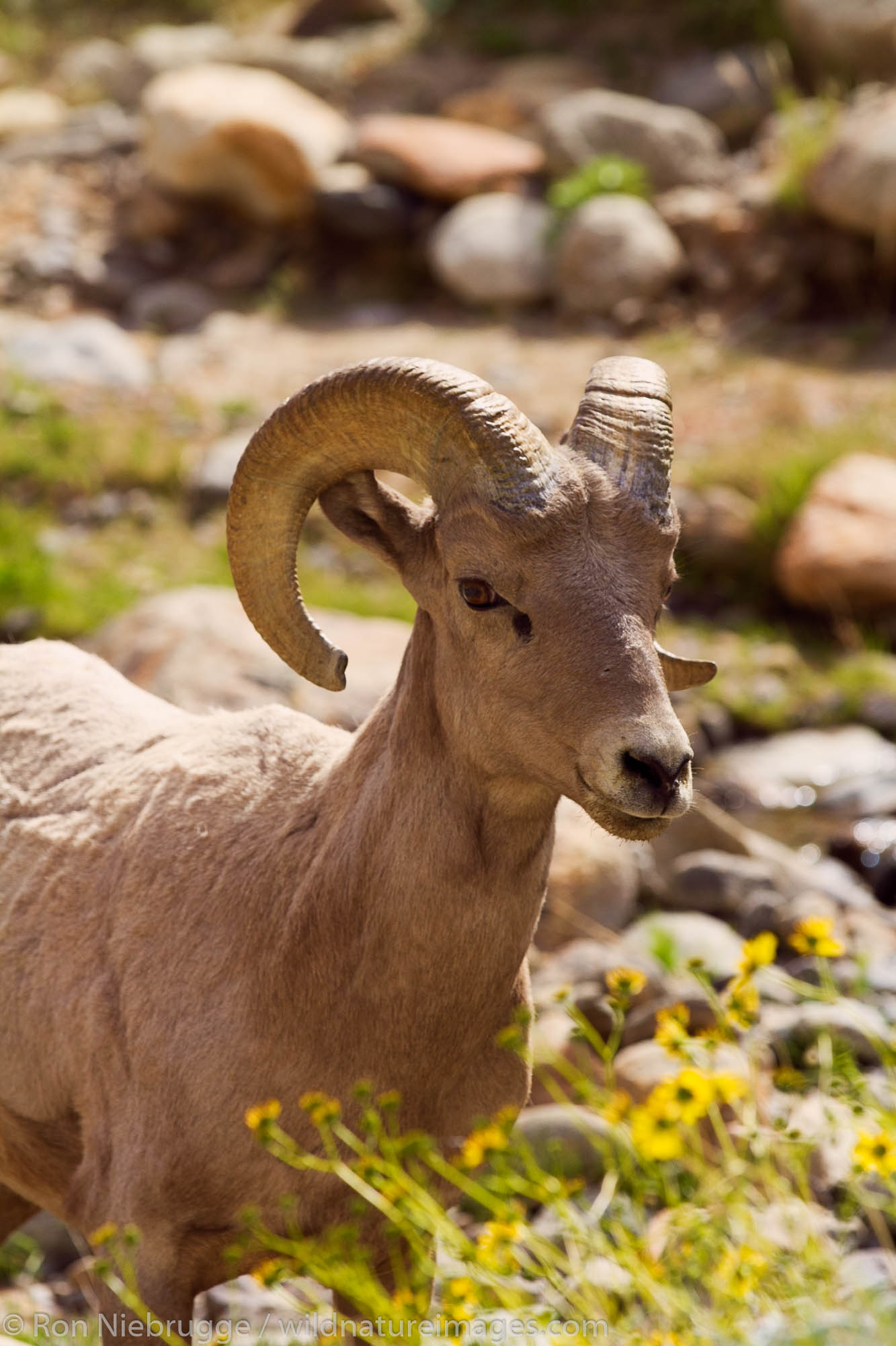 Peninsular Desert Bighorn Sheep, Anza-Borrego Desert State Park, California.