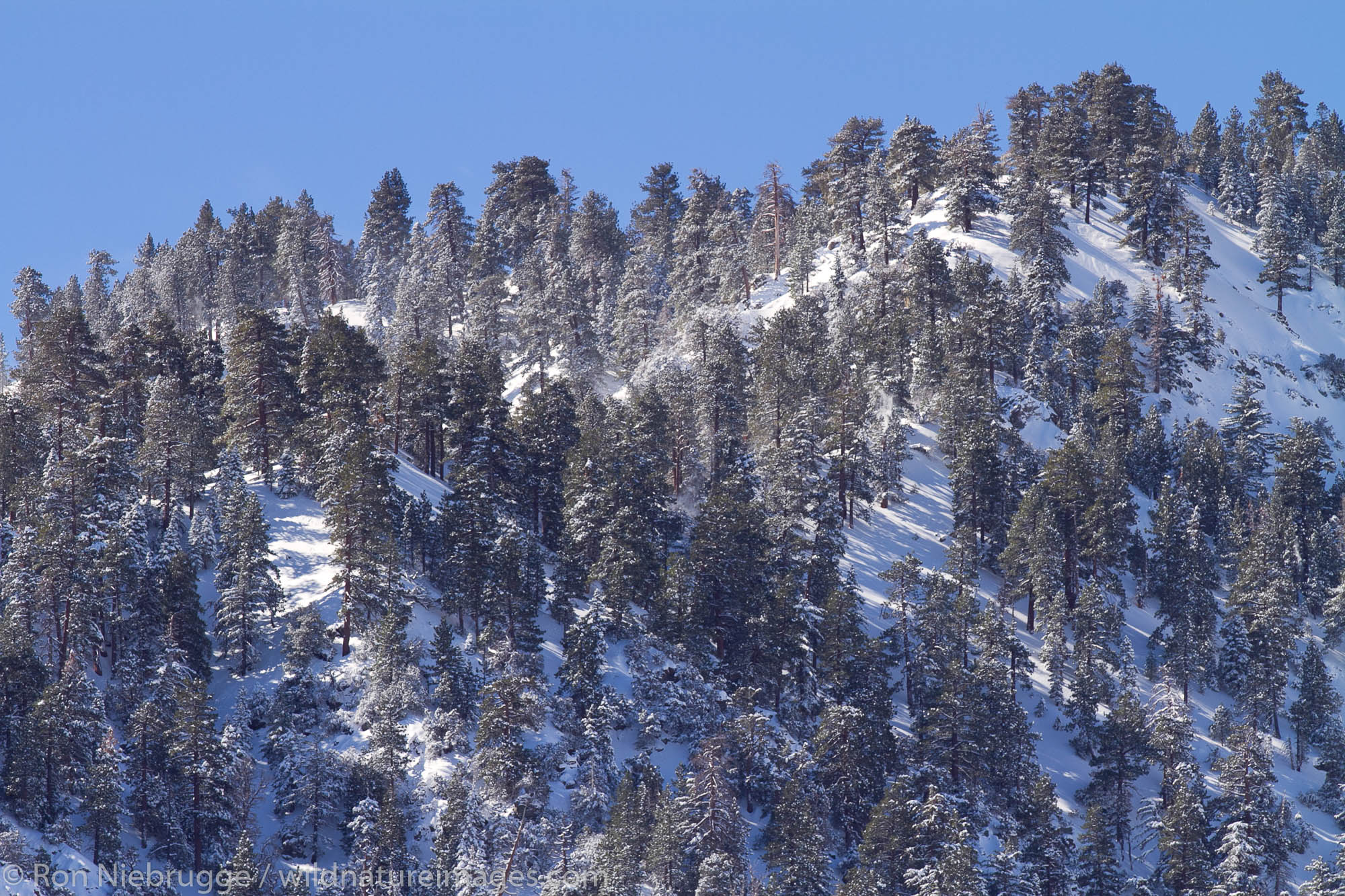 Winter trees in Wrightwood, California.