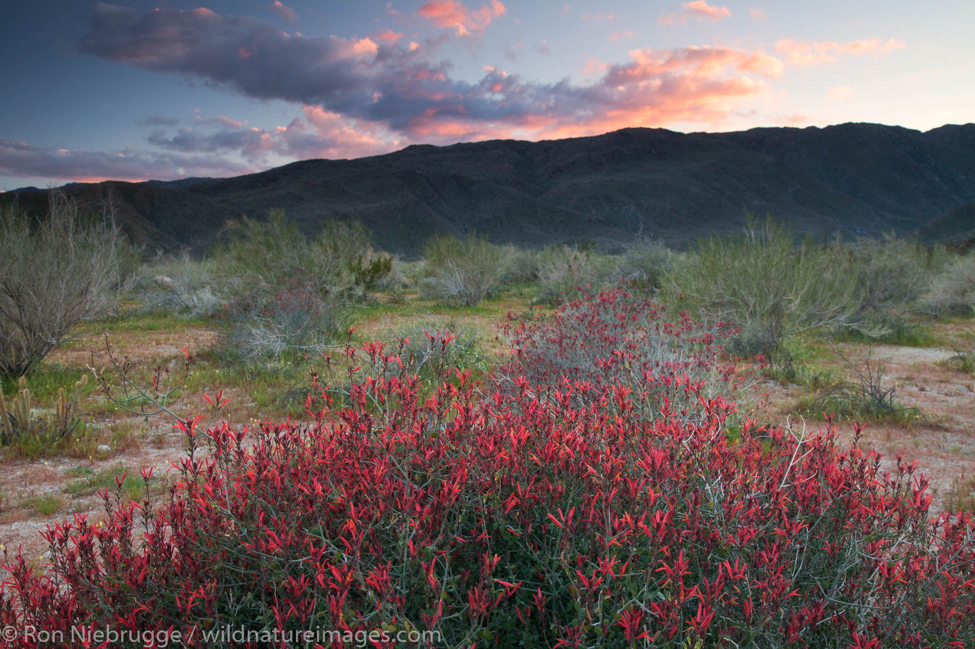 Chuparosa or Hummingbird Bush wildflowers in Anza-Borrego Desert State Park, California.