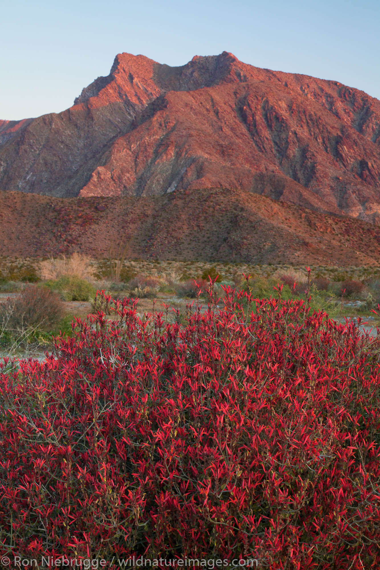 Chuparosa wildflowers and Indian Head mountain, Anza-Borrego Desert State Park, California.