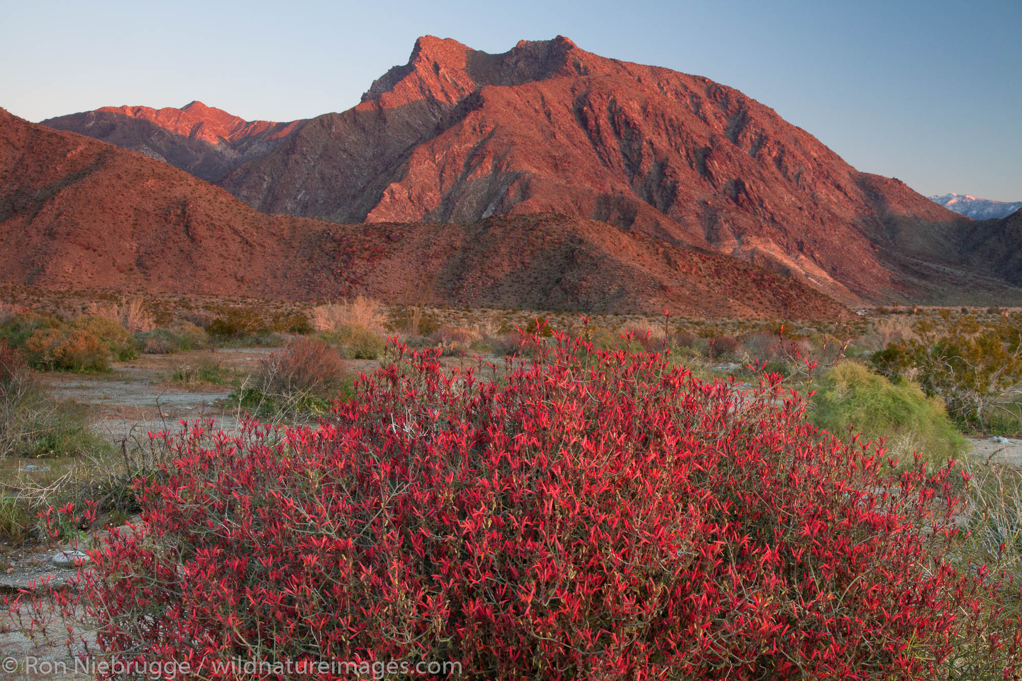 Chuparosa wildflowers and Indian Head mountain, Anza-Borrego Desert State Park, California.