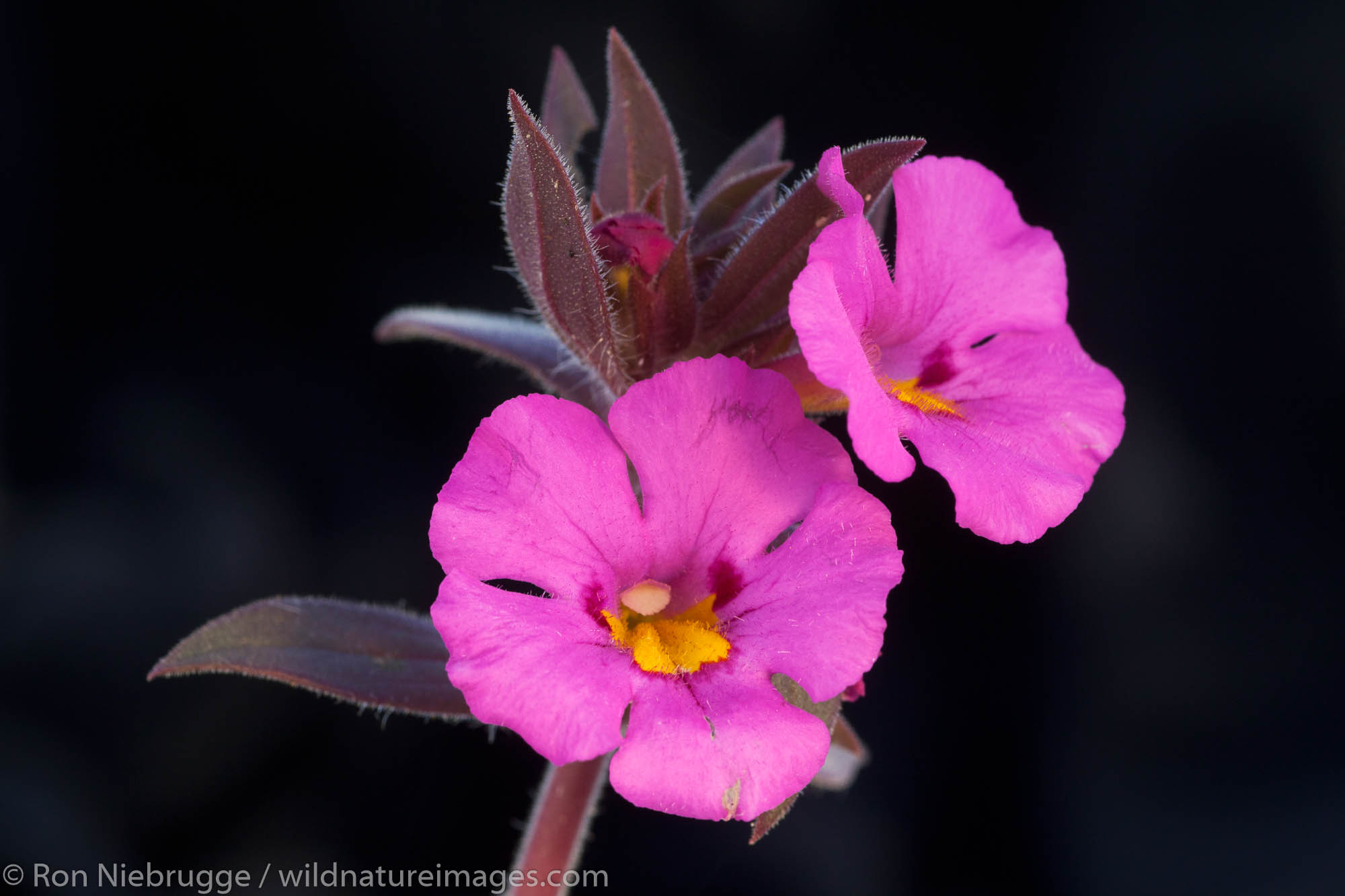 Yellow-Throat Monkeyflower, Anza-Borrego Desert State Park, California.