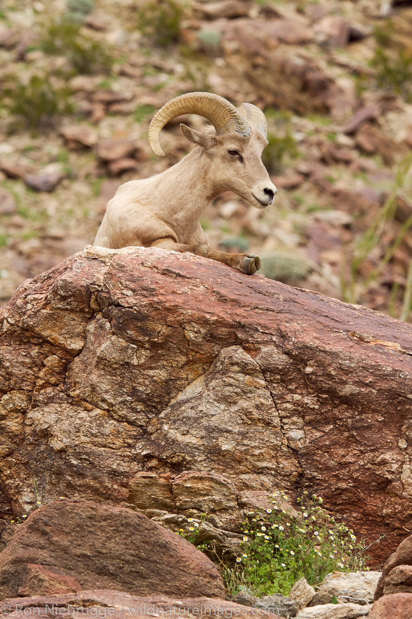 Peninsular Desert Bighorn Sheep, Anza-Borrego Desert State Park, California.