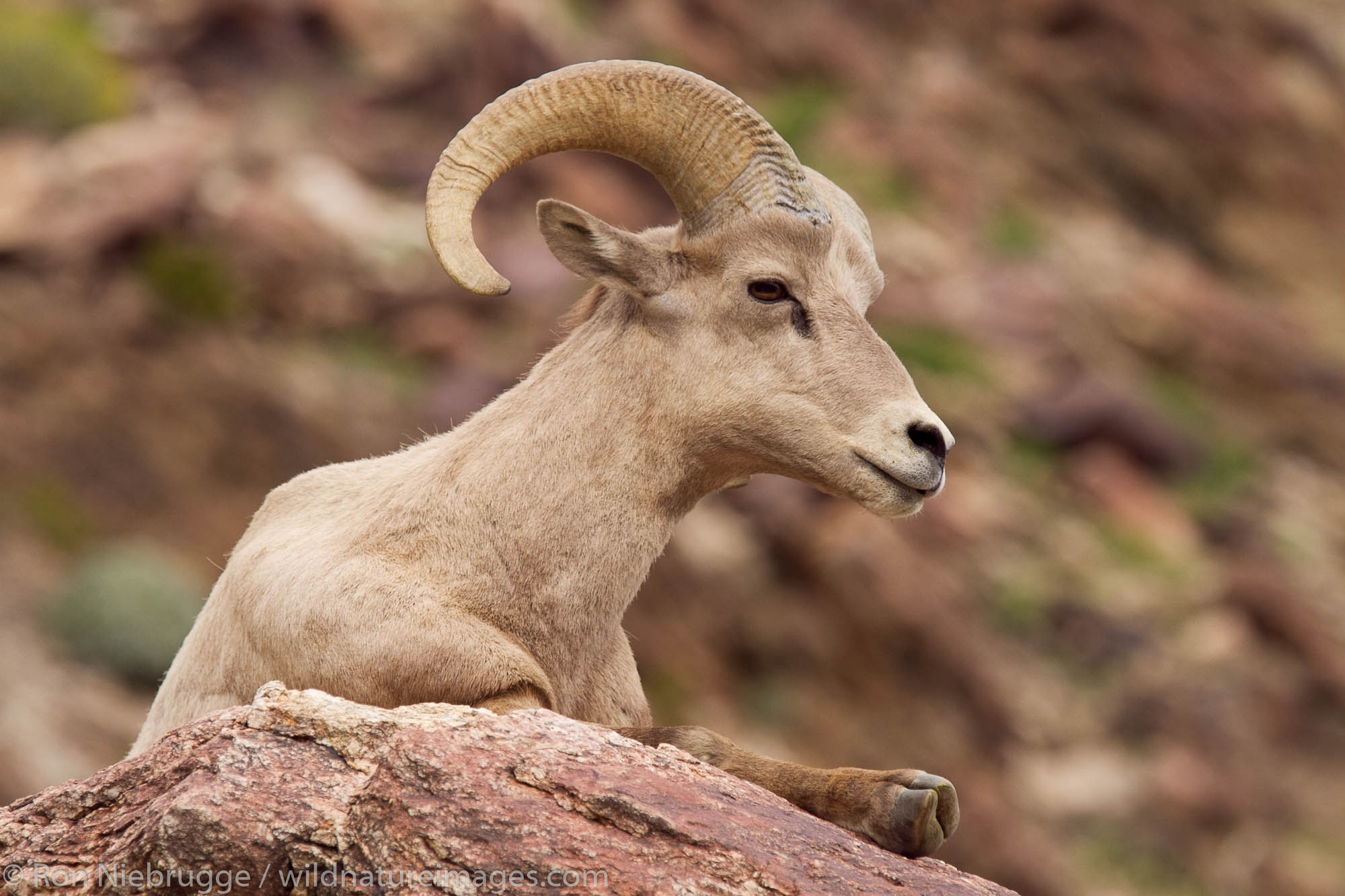 Peninsular Desert Bighorn Sheep, Anza-Borrego Desert State Park, California.