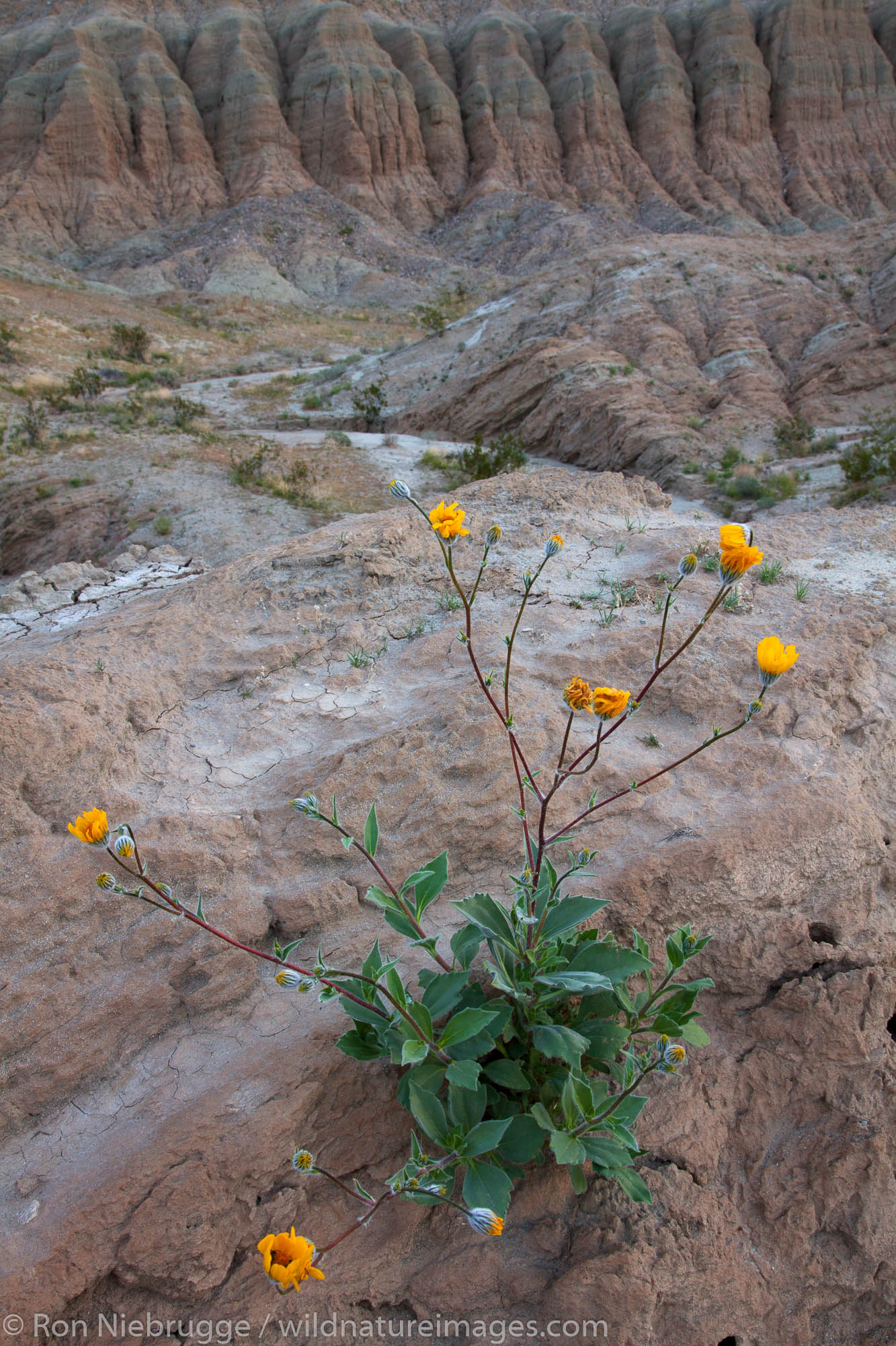 Anza-Borrego Desert State Park, California.
