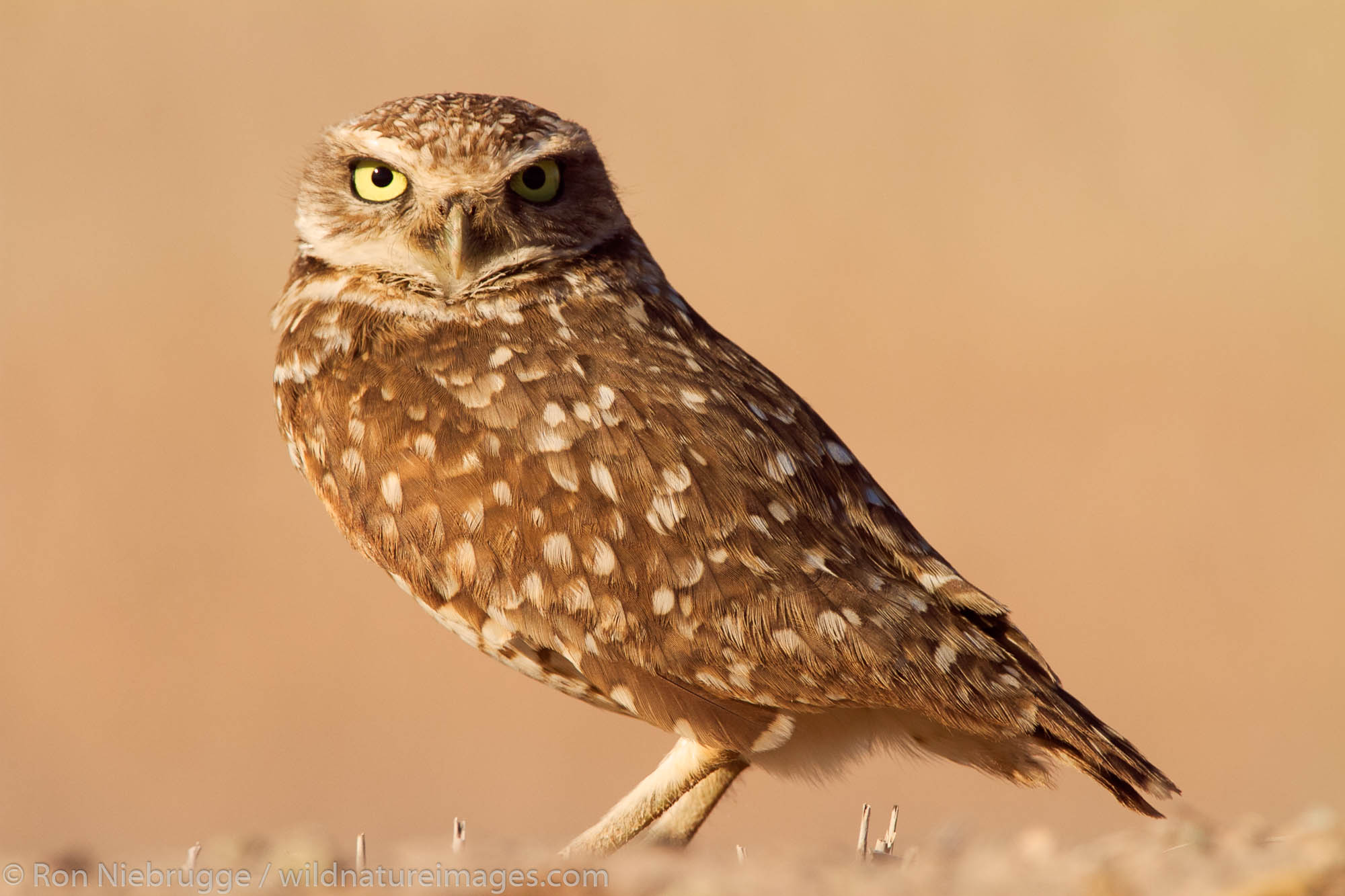 Northern (or Western) Burrowing Owl, near the Salton Sea, Imperial Valley, California.