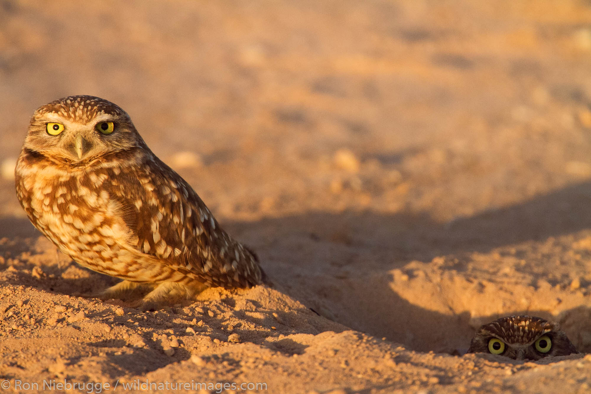 Northern (or Western) Burrowing Owl, near the Salton Sea, Imperial Valley, California.