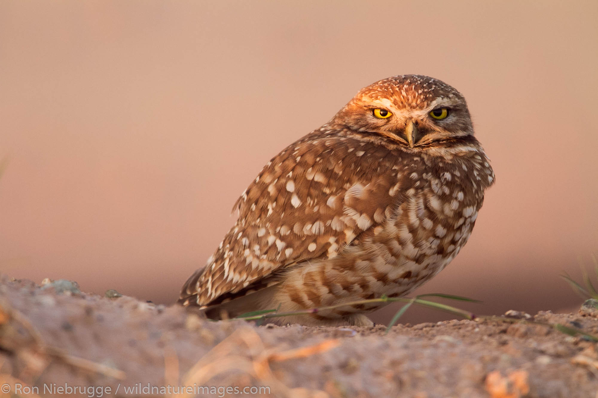 Northern (or Western) Burrowing Owl, near the Salton Sea, Imperial Valley, California.
