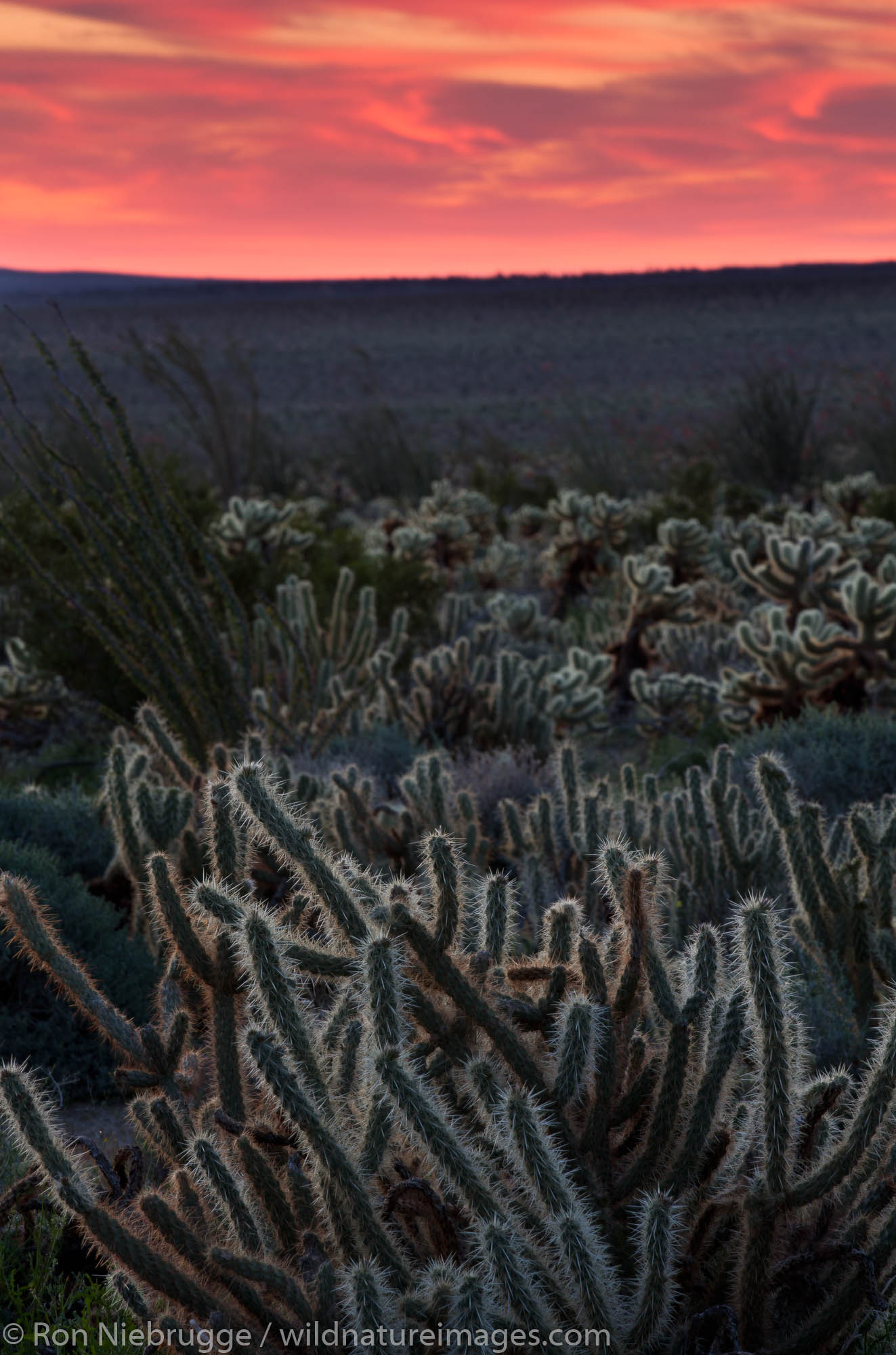 Anza-Borrego Desert State Park, California.