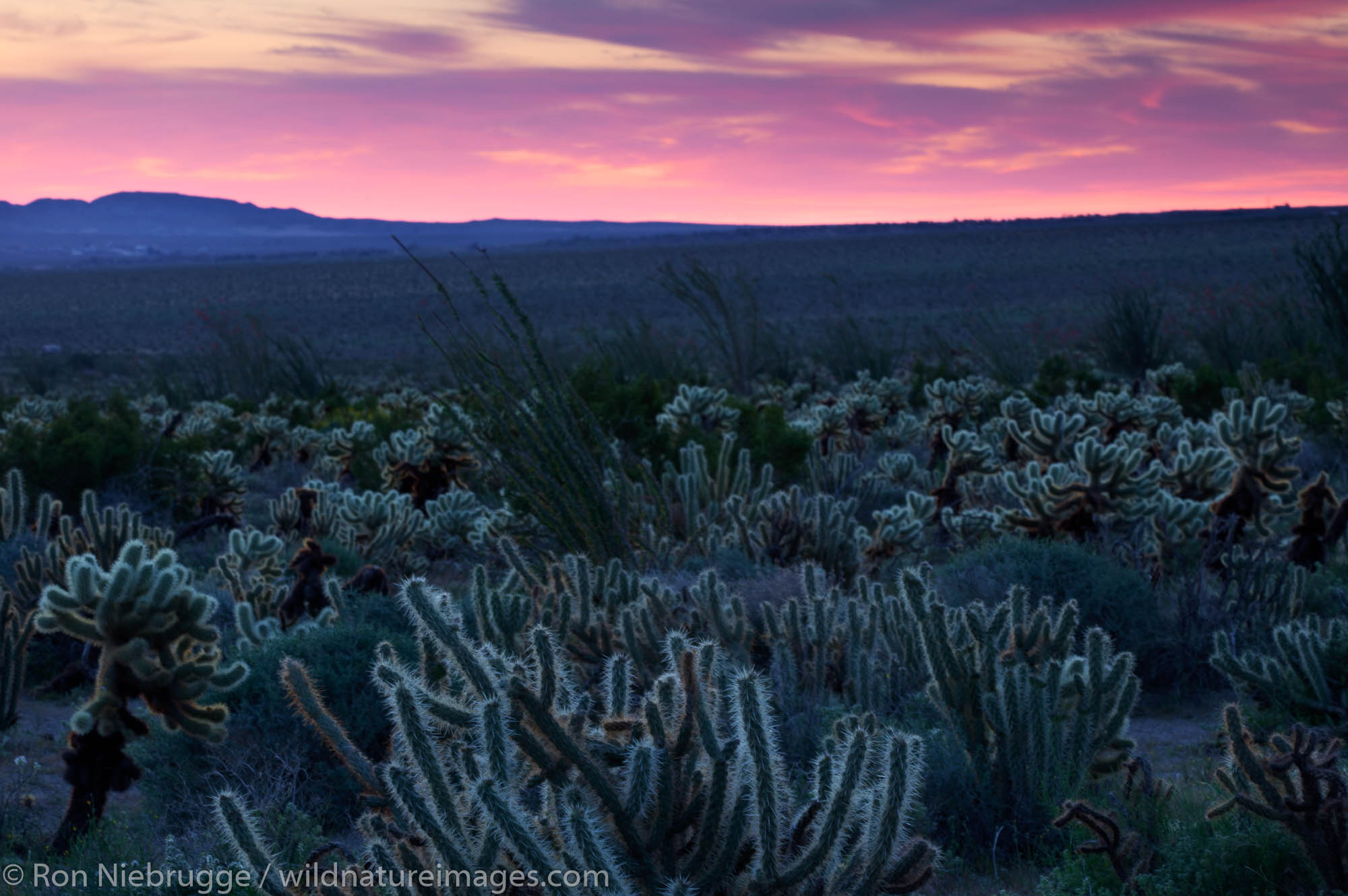 Anza-Borrego Desert State Park, California.