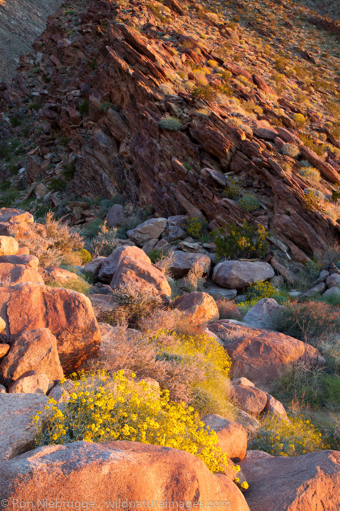 Anza-Borrego Desert State Park, California.