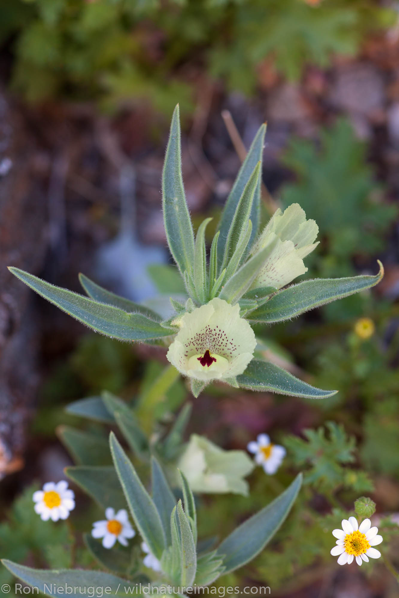 Ghost flower, Anza-Borrego Desert State Park, California.