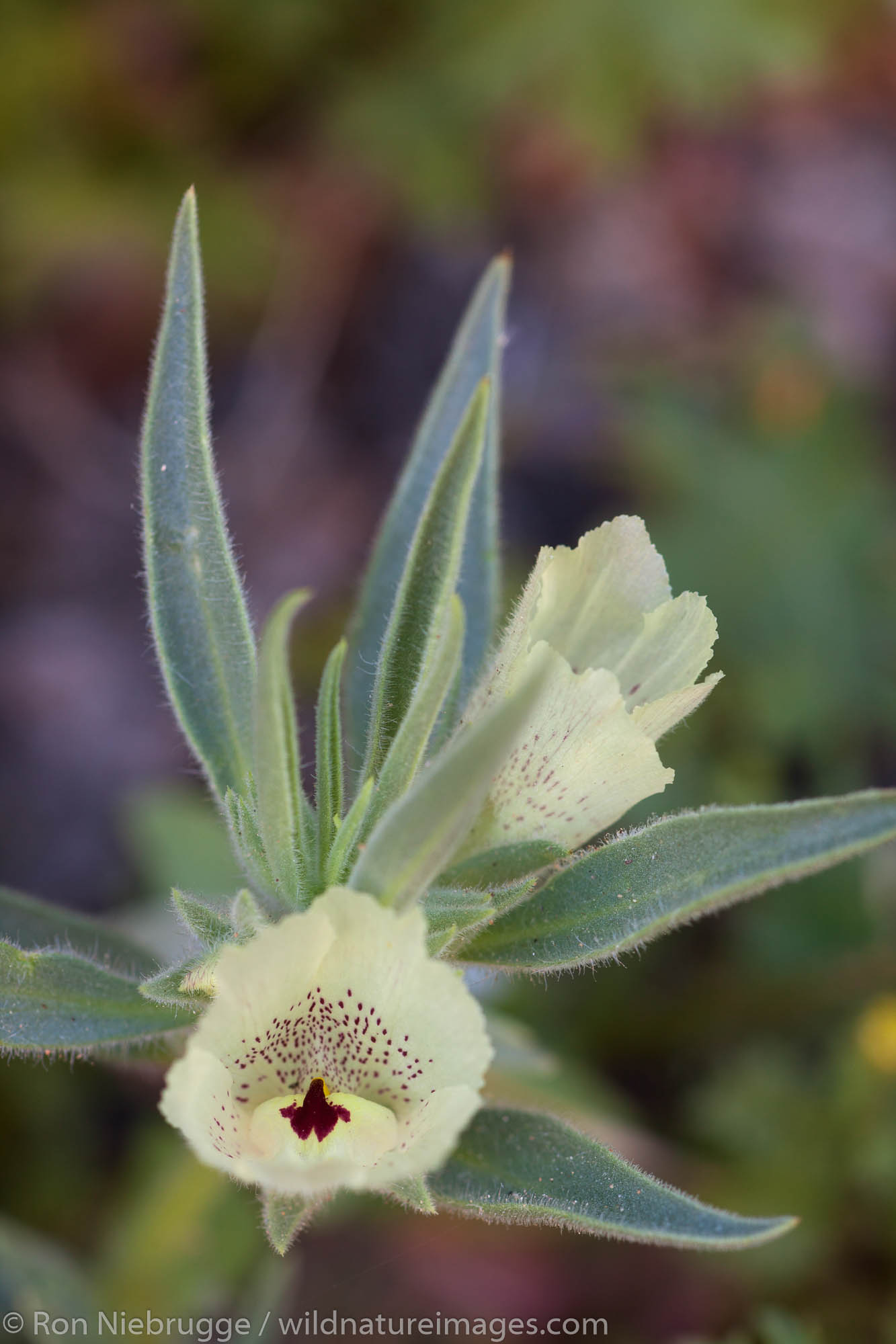 Ghost flower, Anza-Borrego Desert State Park, California.