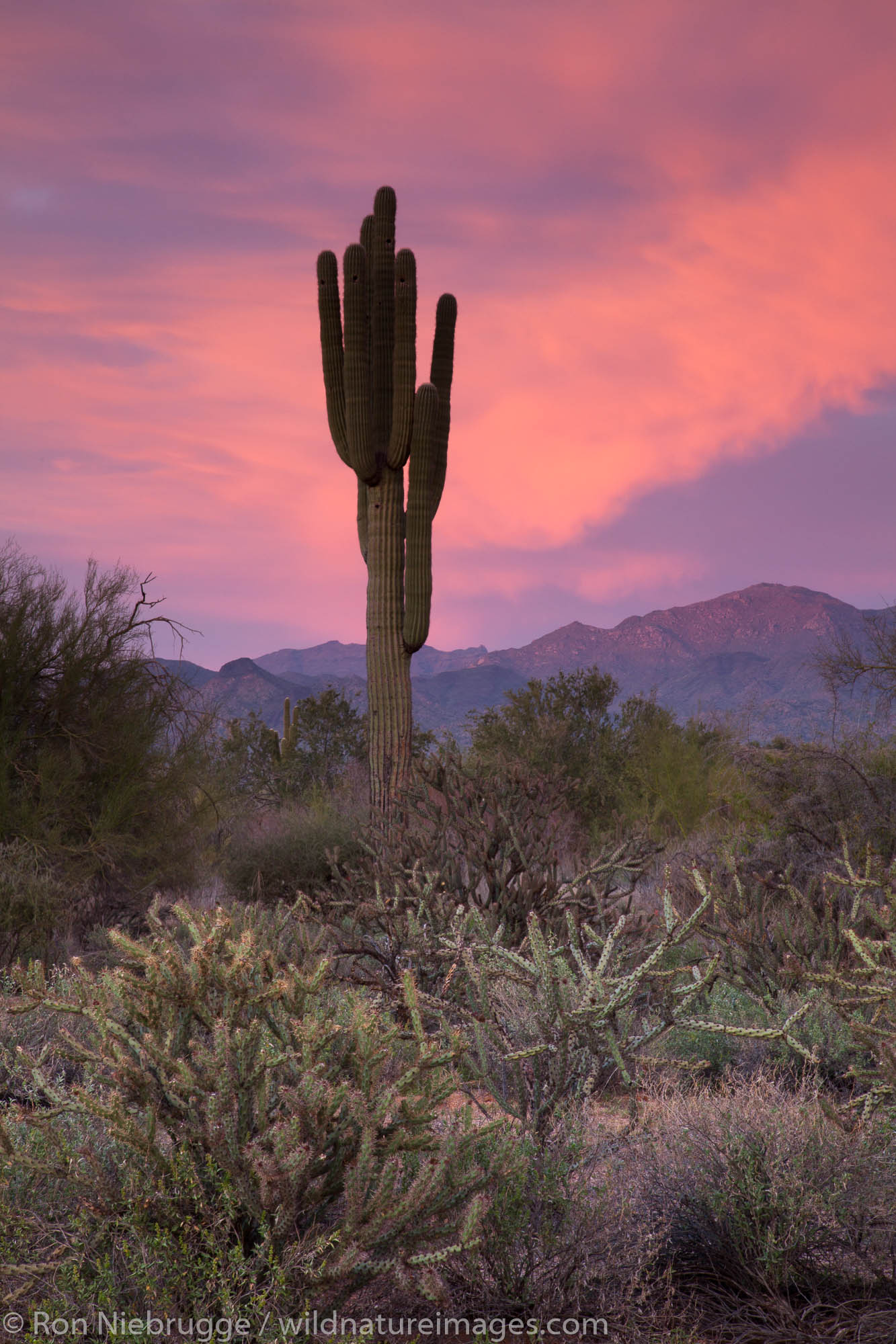 Saguaro cactus at sunset, McDowell Mountain Regional Park, Near Fountain Hills and East of Phoenix, Arizona.