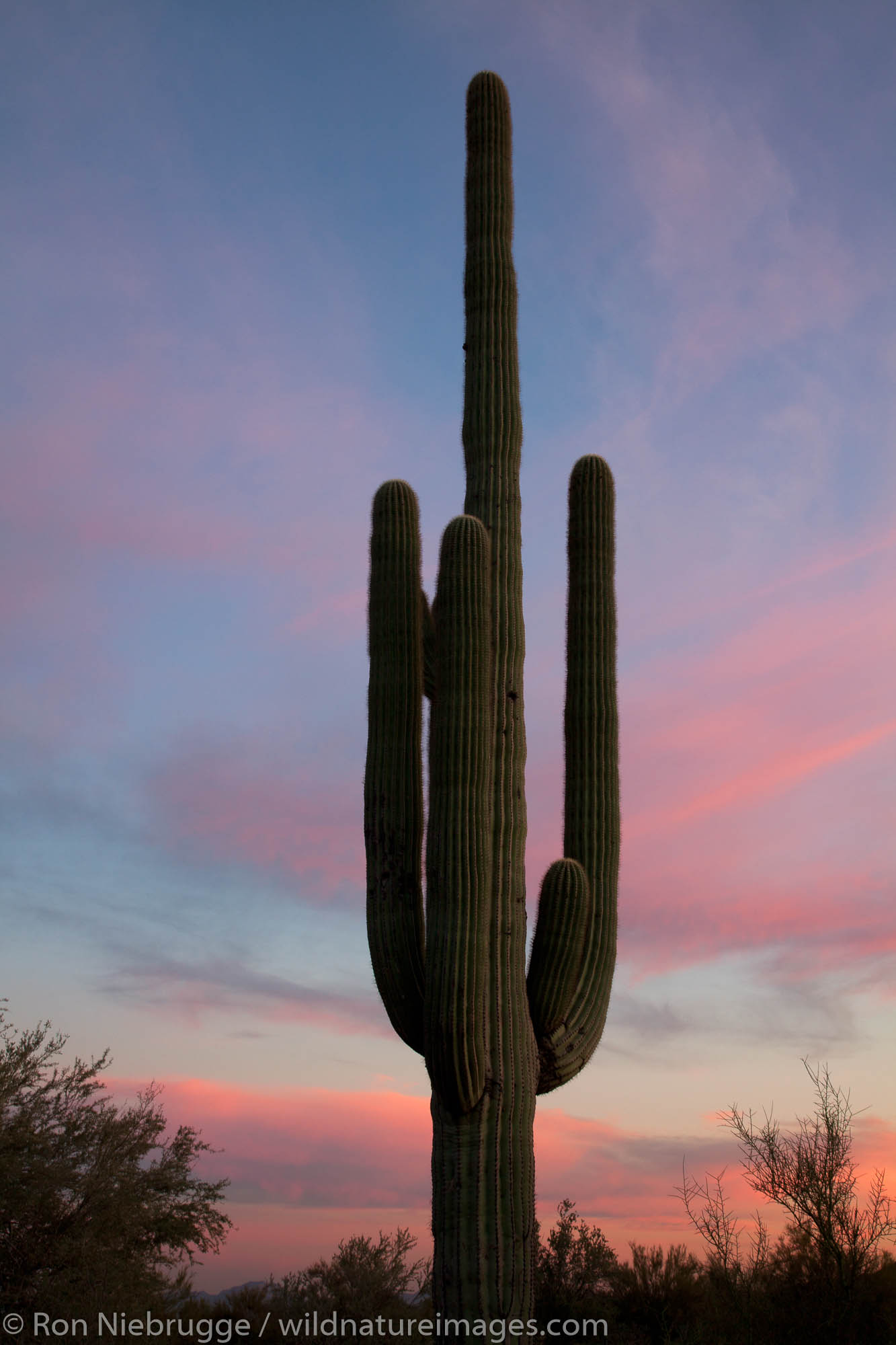 Saguaro cactus at sunset, McDowell Mountain Regional Park, Near Fountain Hills and East of Phoenix, Arizona.