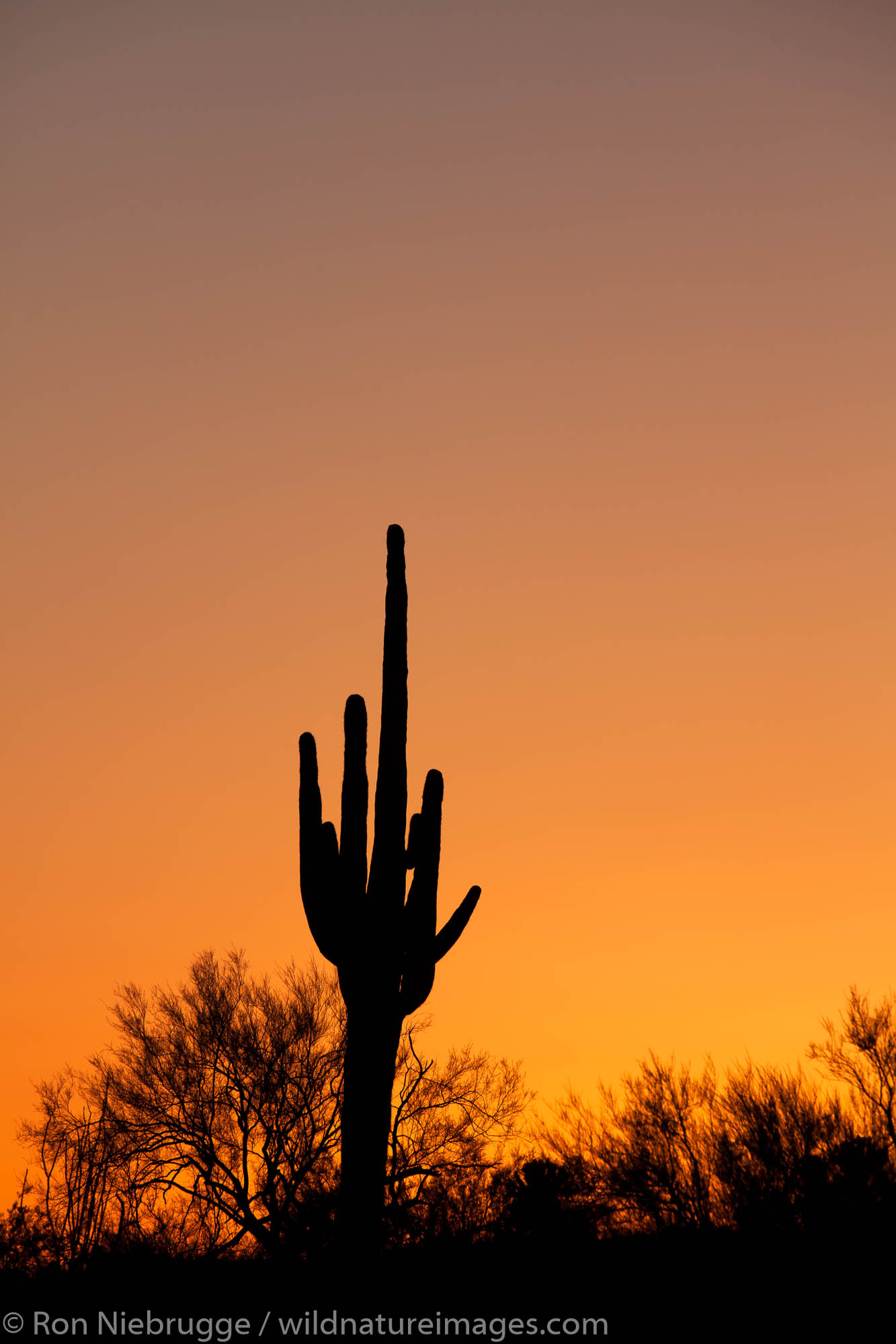 Sagaura cactus, Tonto National Forest, East of Phoenix, Arizona.