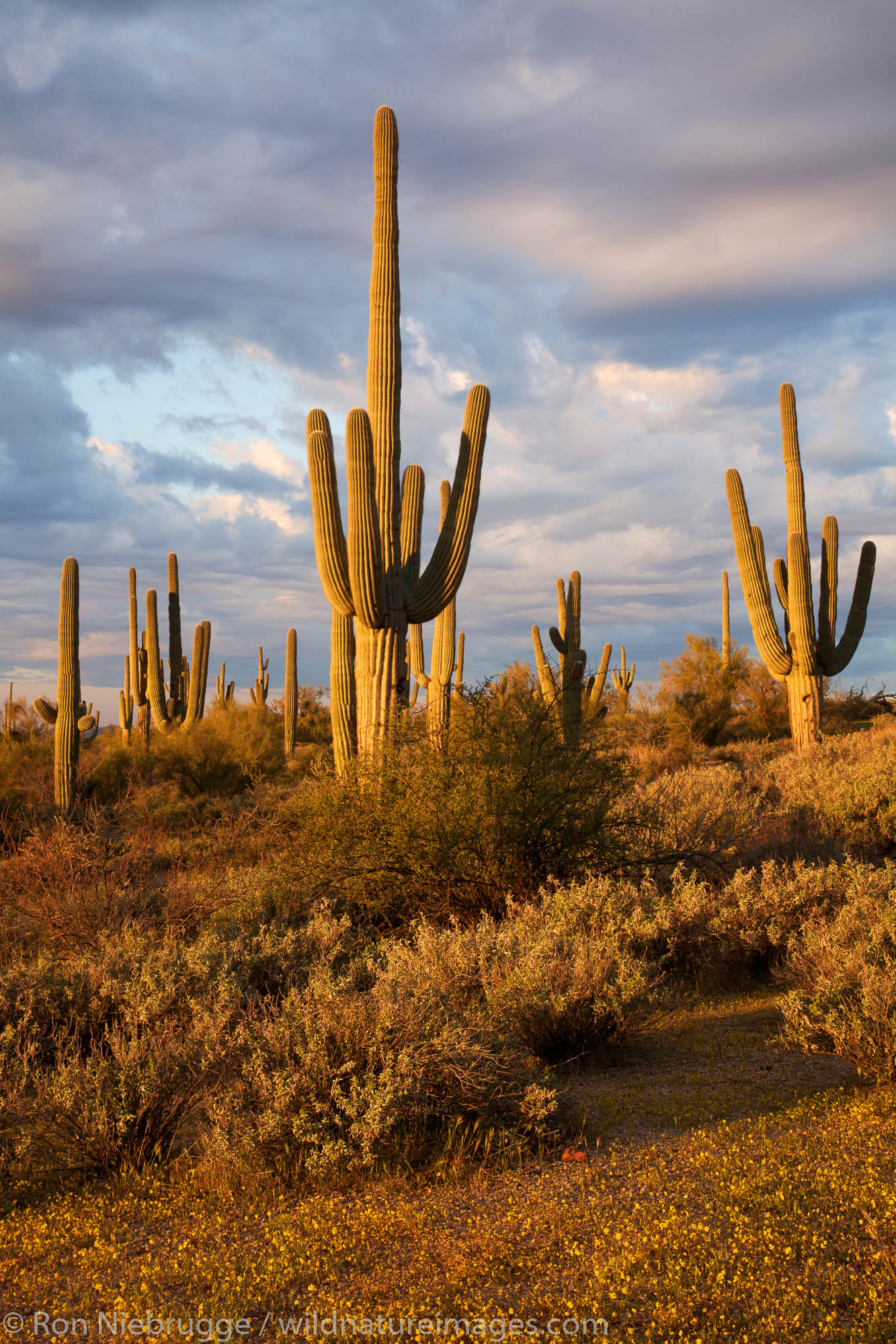 Saguaro cactus, Tonto National Forest, East of Phoenix, Arizona.
