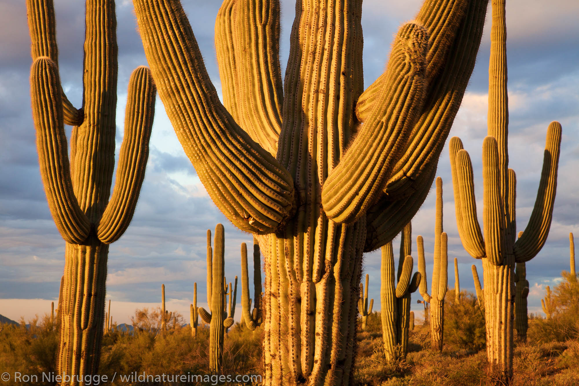 Saguaro cactus, Tonto National Forest, East of Phoenix, Arizona.