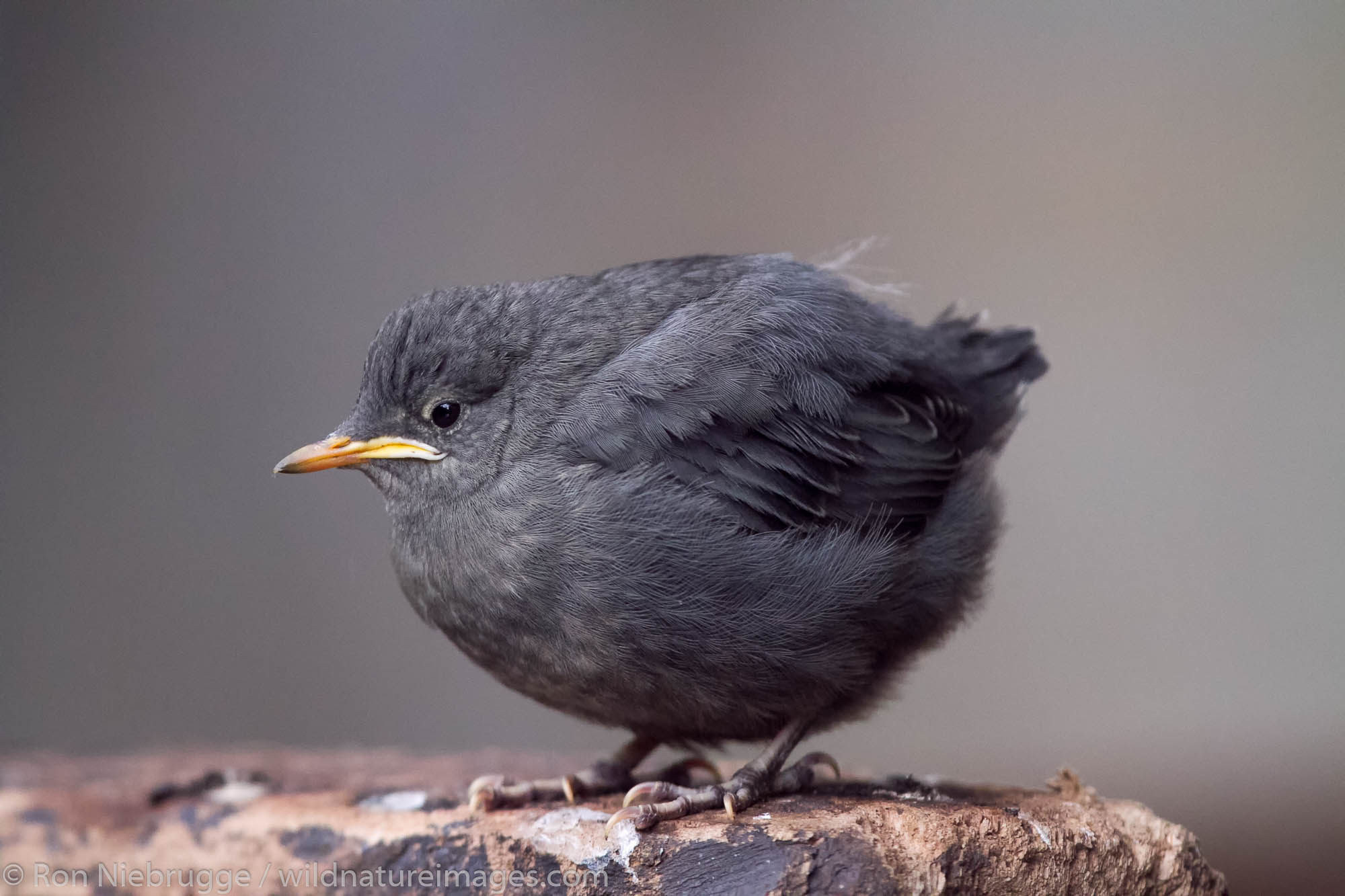 American Dipper (Cinclus mexicanus), Chugach National Forest, near Seward, Alaska.