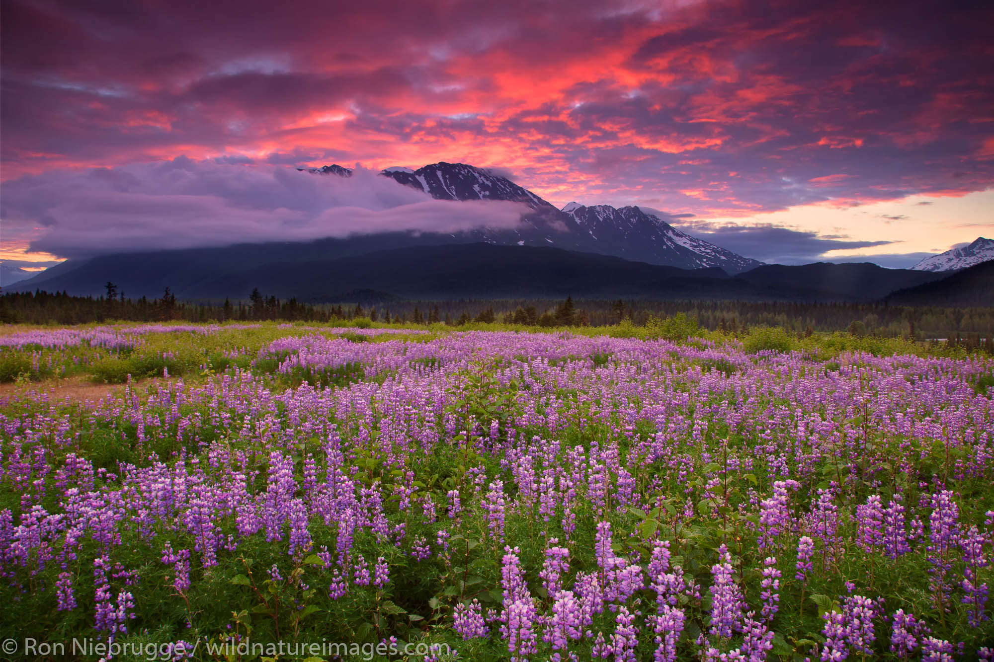 Field of lupine at sunrise, Chugach National Forest, Alaska.