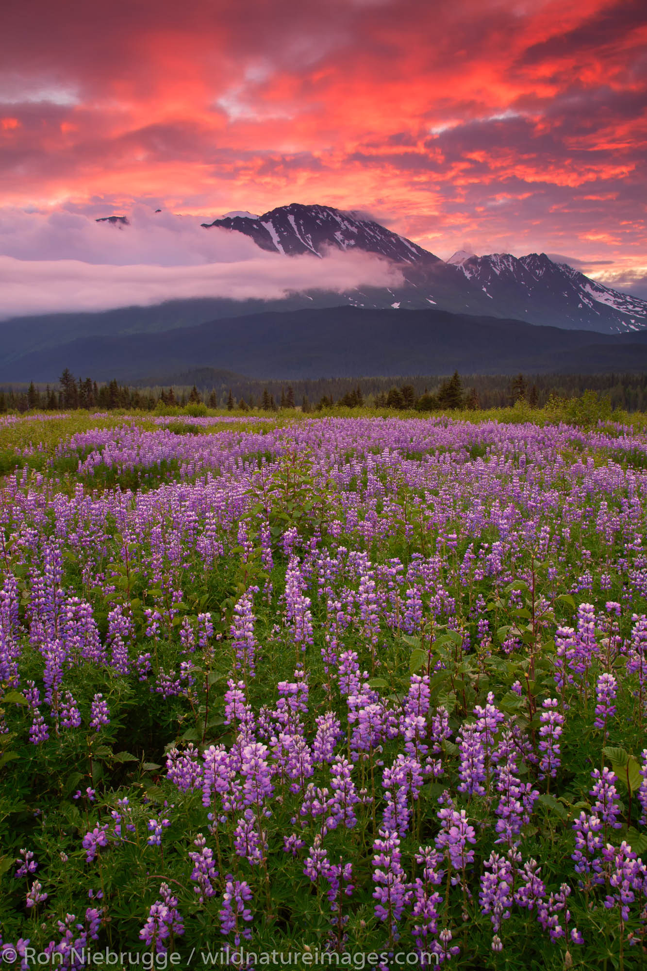 Field of lupine at sunrise, Chugach National Forest, Alaska.