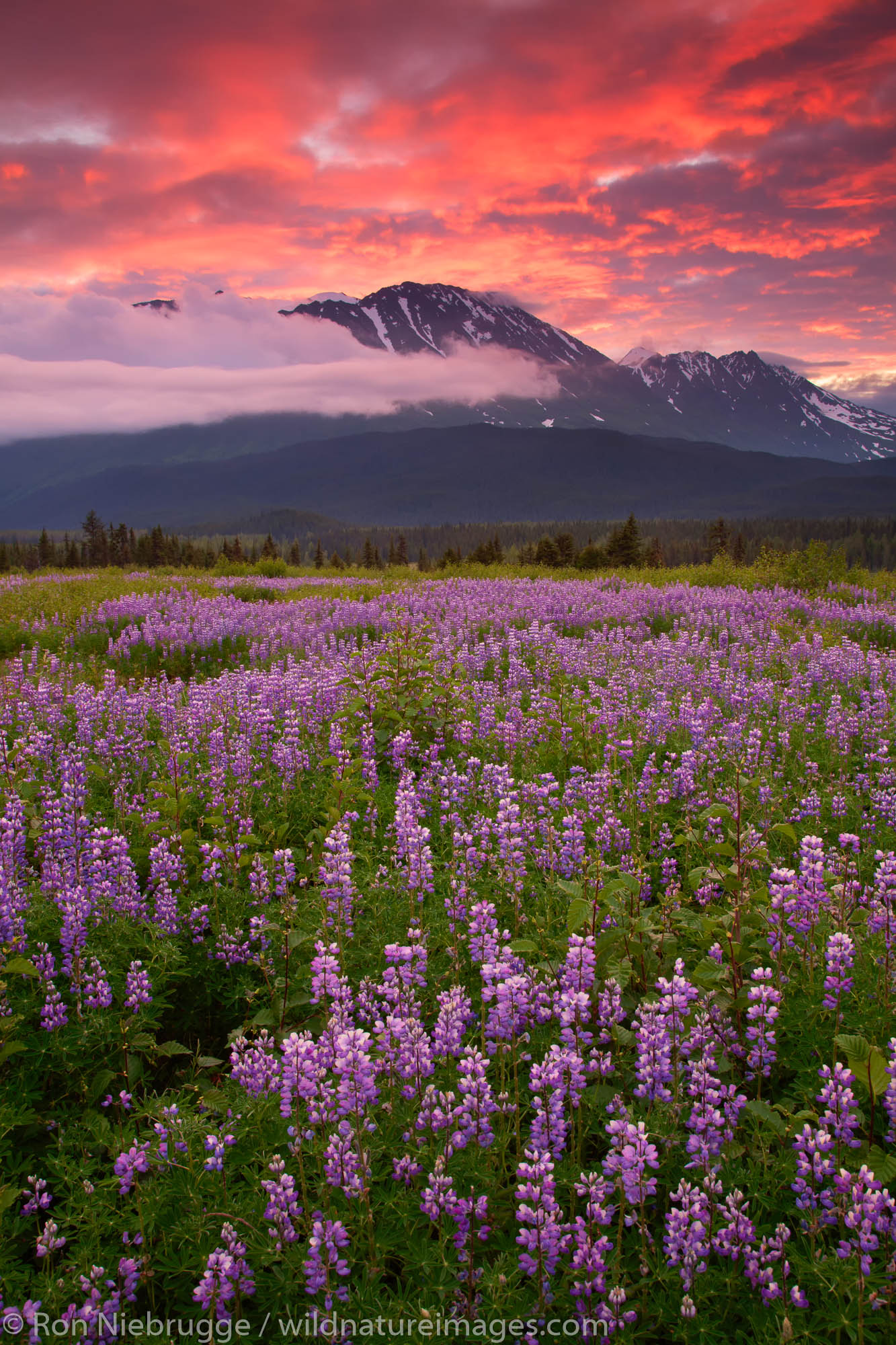 Field of Lupine Field of lupine at sunrise, Chugach National Forest, Alaska.