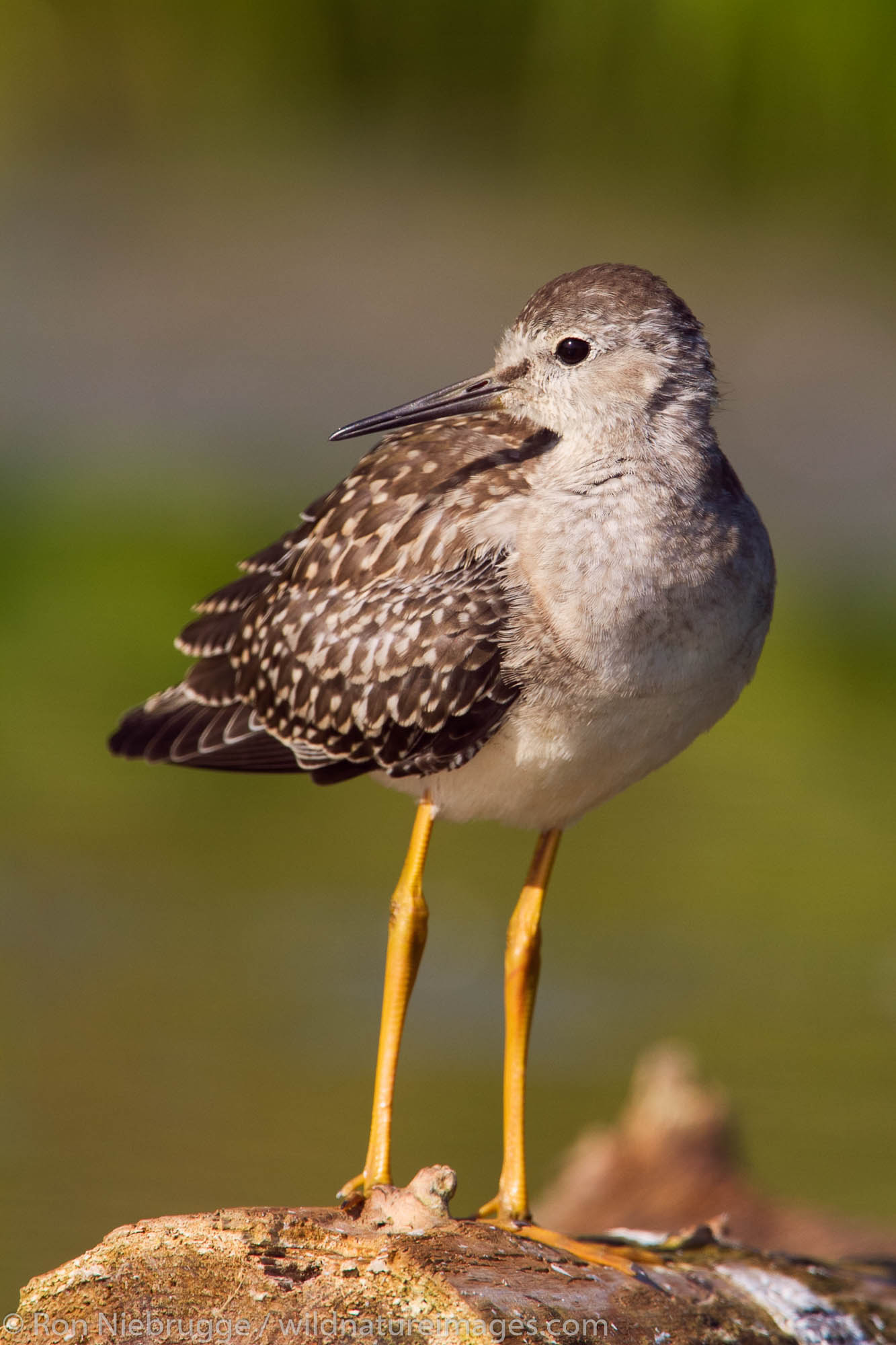 Lesser Yellowlegs, Finger Lake, Wasilla, Alaska.