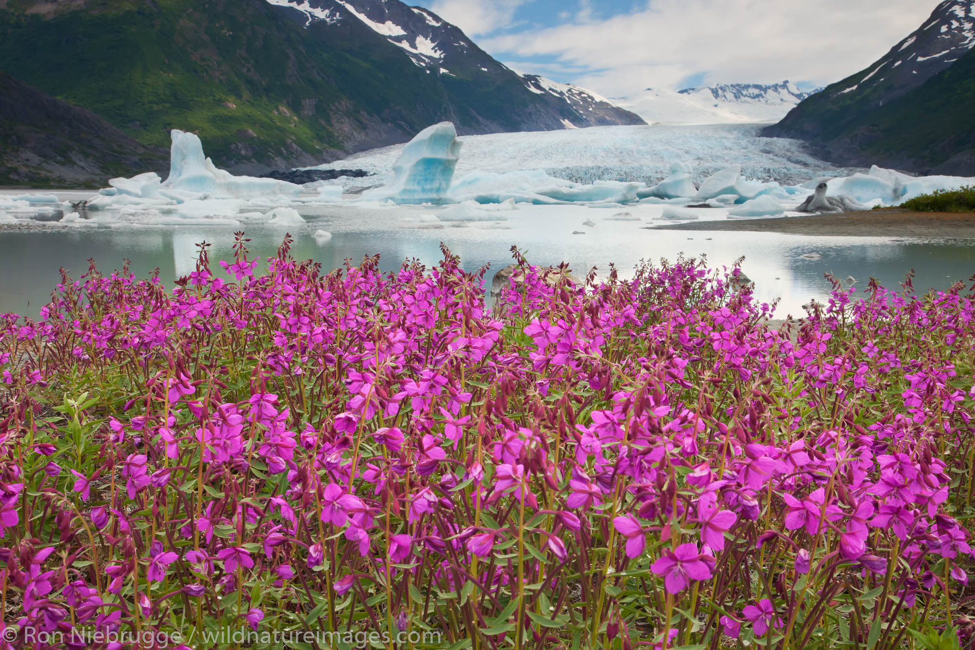 Wildflowers at Spencer Glacier, Chugach National Forest, Alaska.
