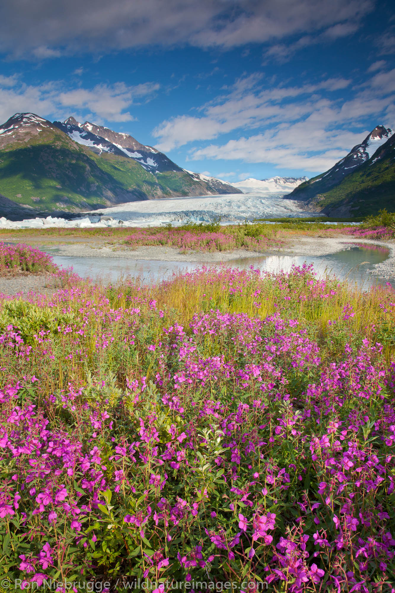 Wildflowers at Spencer Glacier, Chugach National Forest, Alaska.