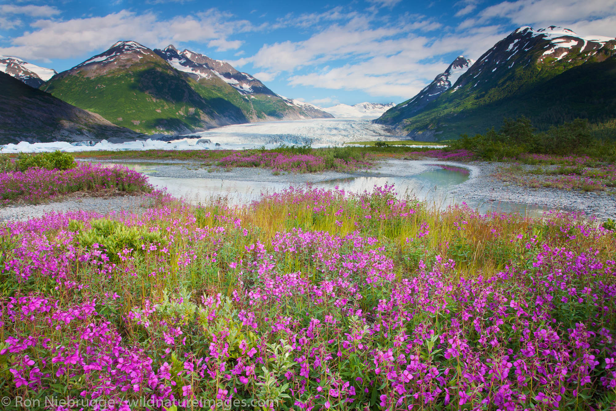 Wildflowers at Spencer Glacier Chugach National Forest Alaska.