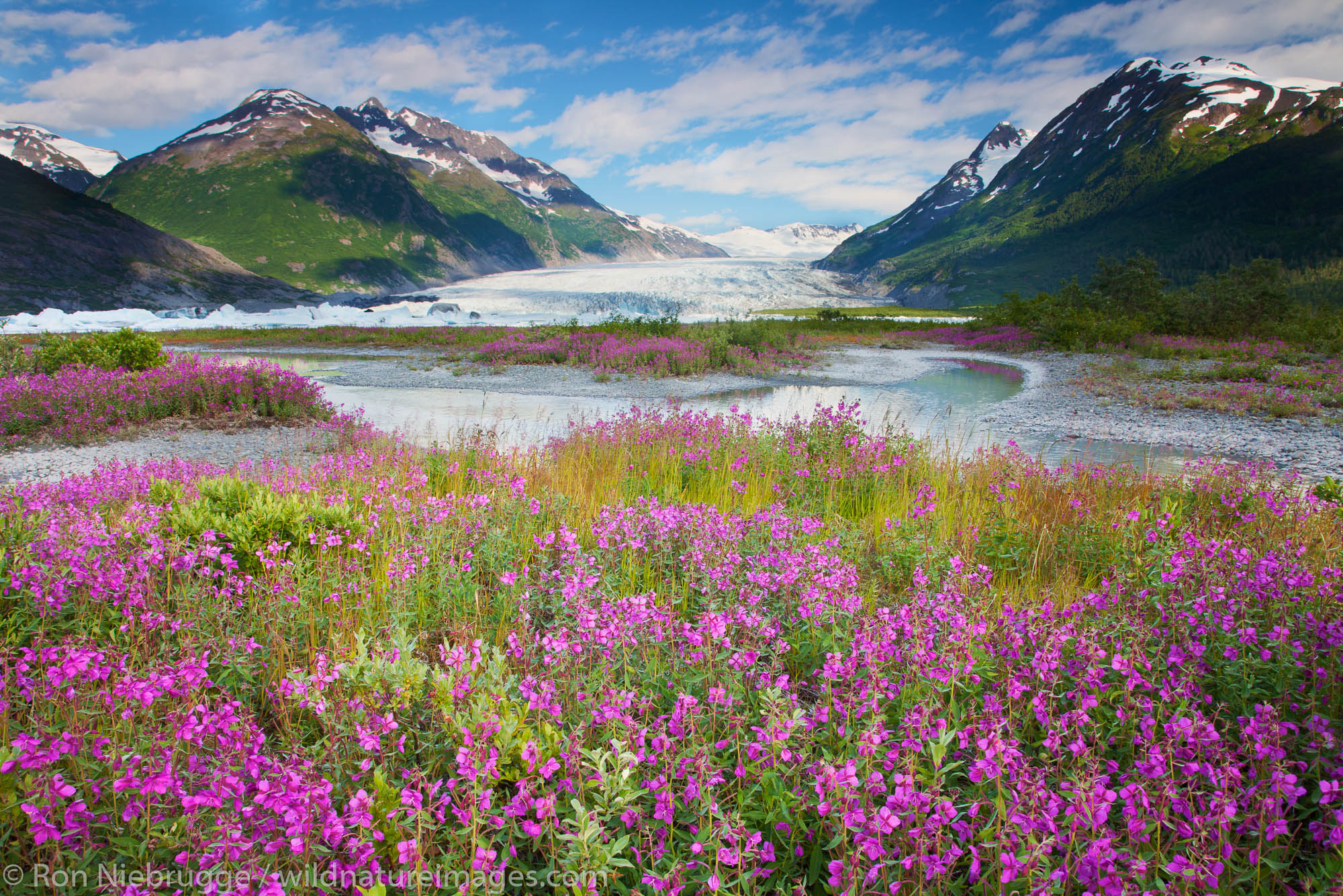 Wildflowers at Spencer Glacier Chugach National Forest Alaska.