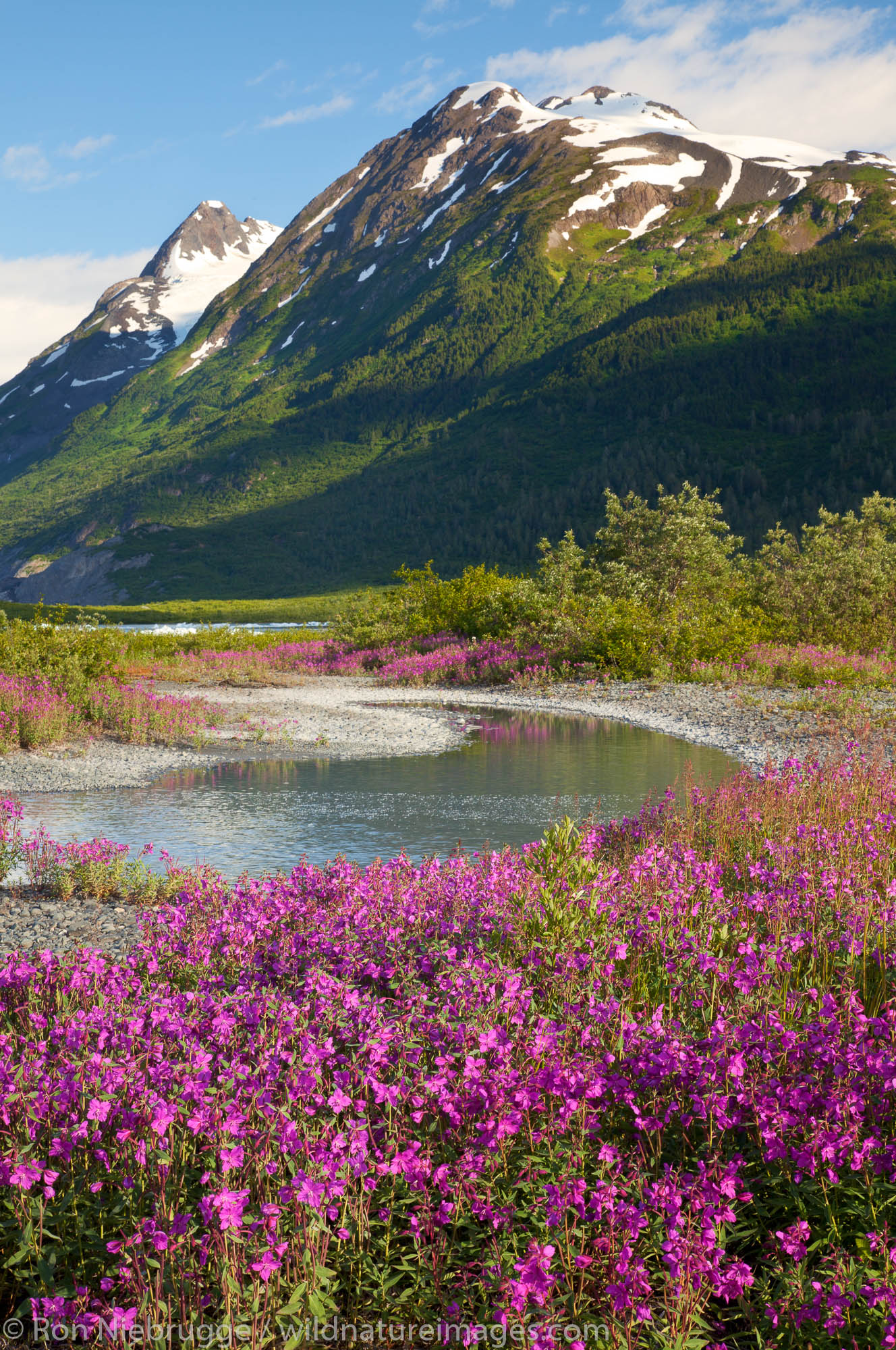 Wildflowers at Spencer Glacier, Chugach National Forest, Alaska.