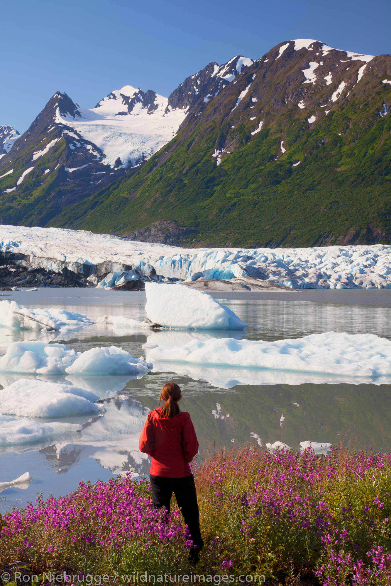 A hiker enjoys the wildflowers along the lake in front of Spencer Glacier, Chugach National Forest, Alaska.