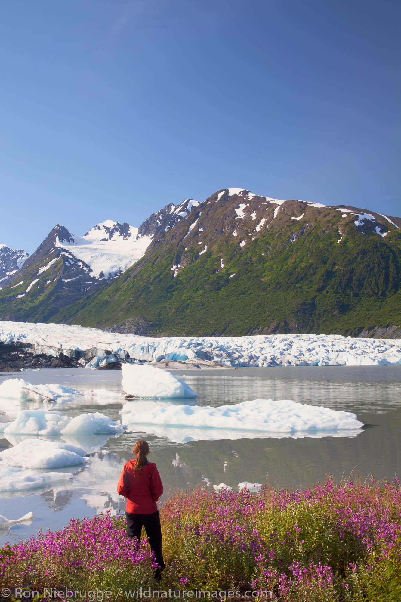 A hiker enjoys the wildflowers along the lake in front of Spencer Glacier, Chugach National Forest, Alaska.