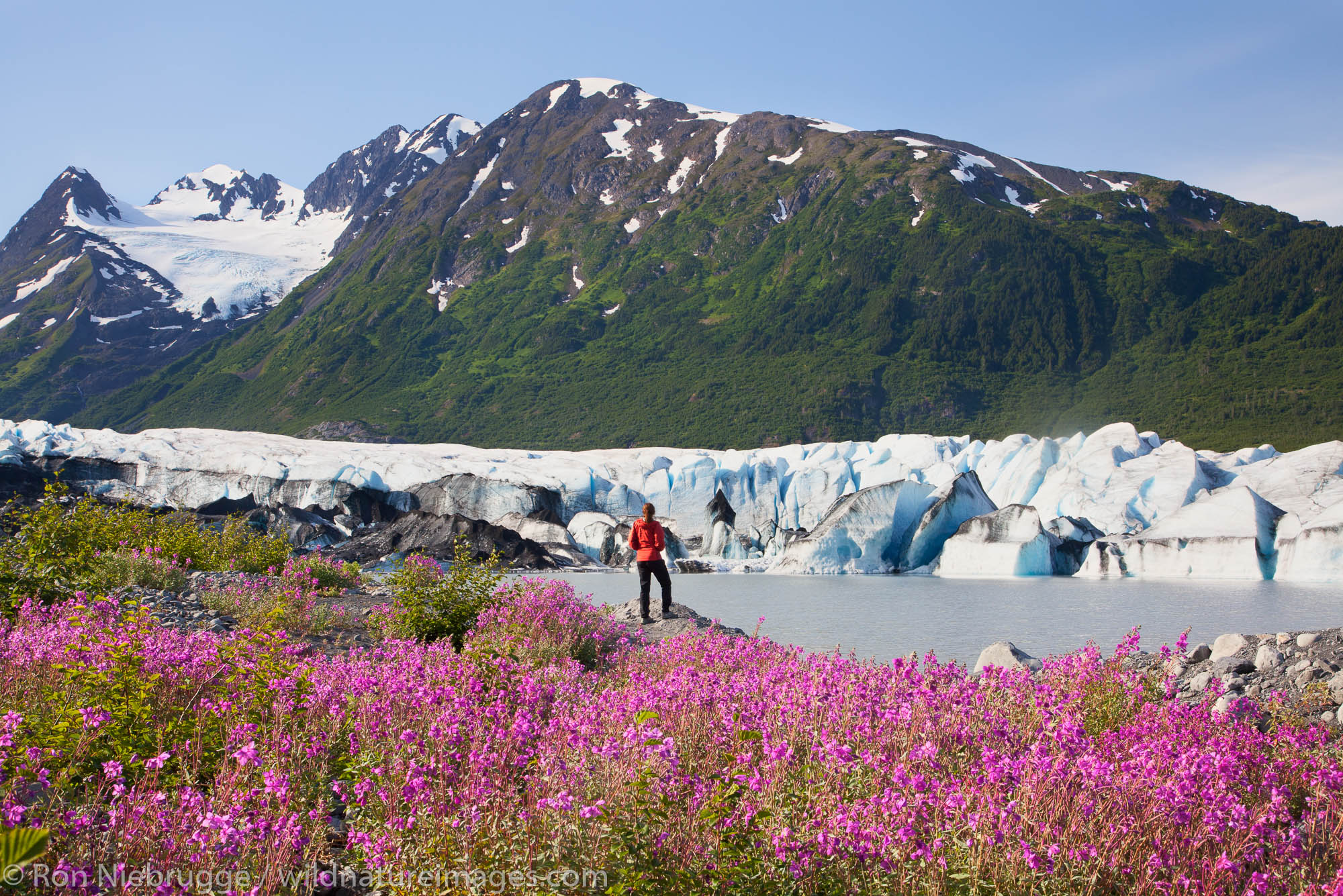 A hiker enjoys the wildflowers along the lake in front of Spencer Glacier, Chugach National Forest, Alaska.