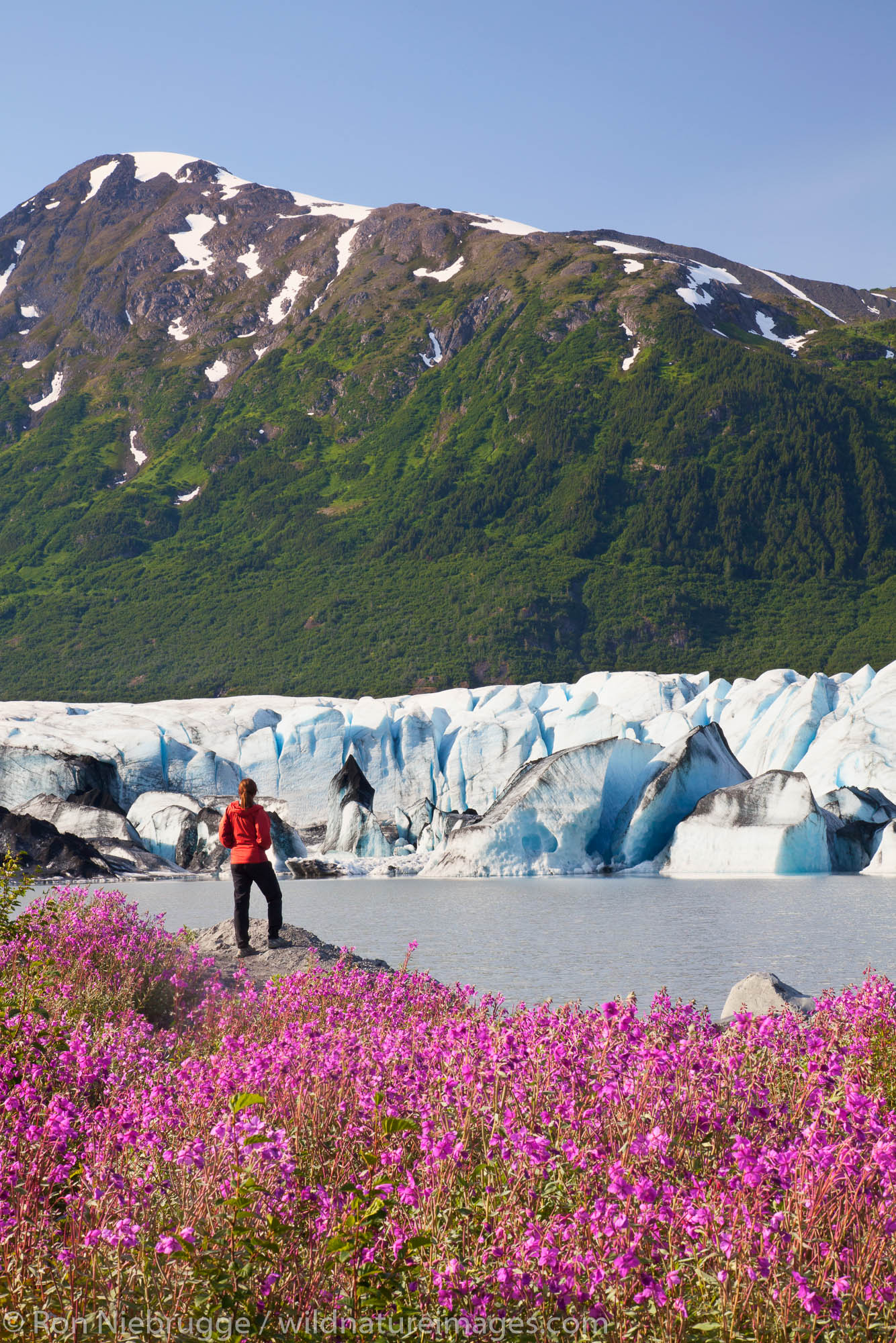 A hiker enjoys the wildflowers along the lake in front of Spencer Glacier, Chugach National Forest, Alaska.